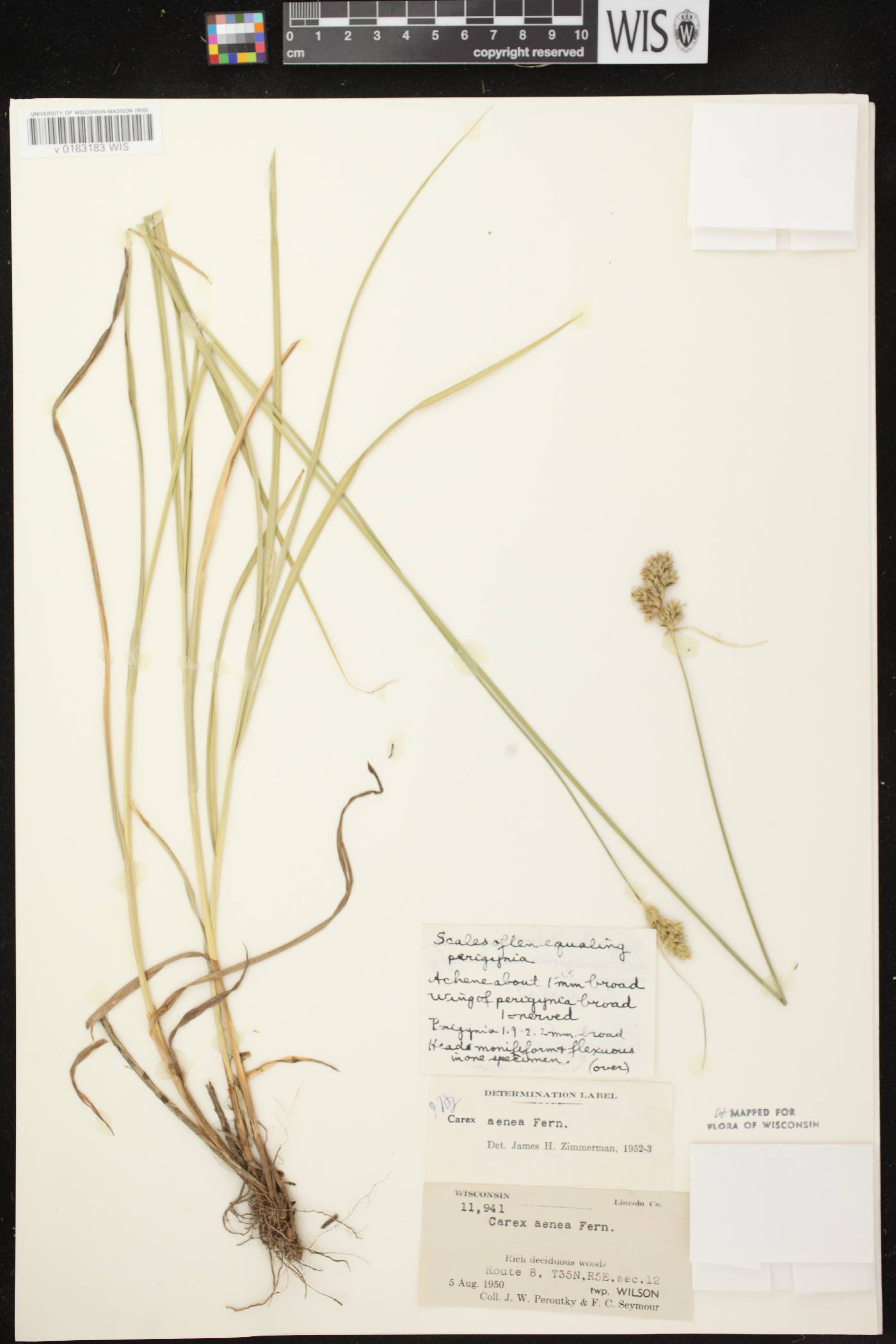 Carex foenea image