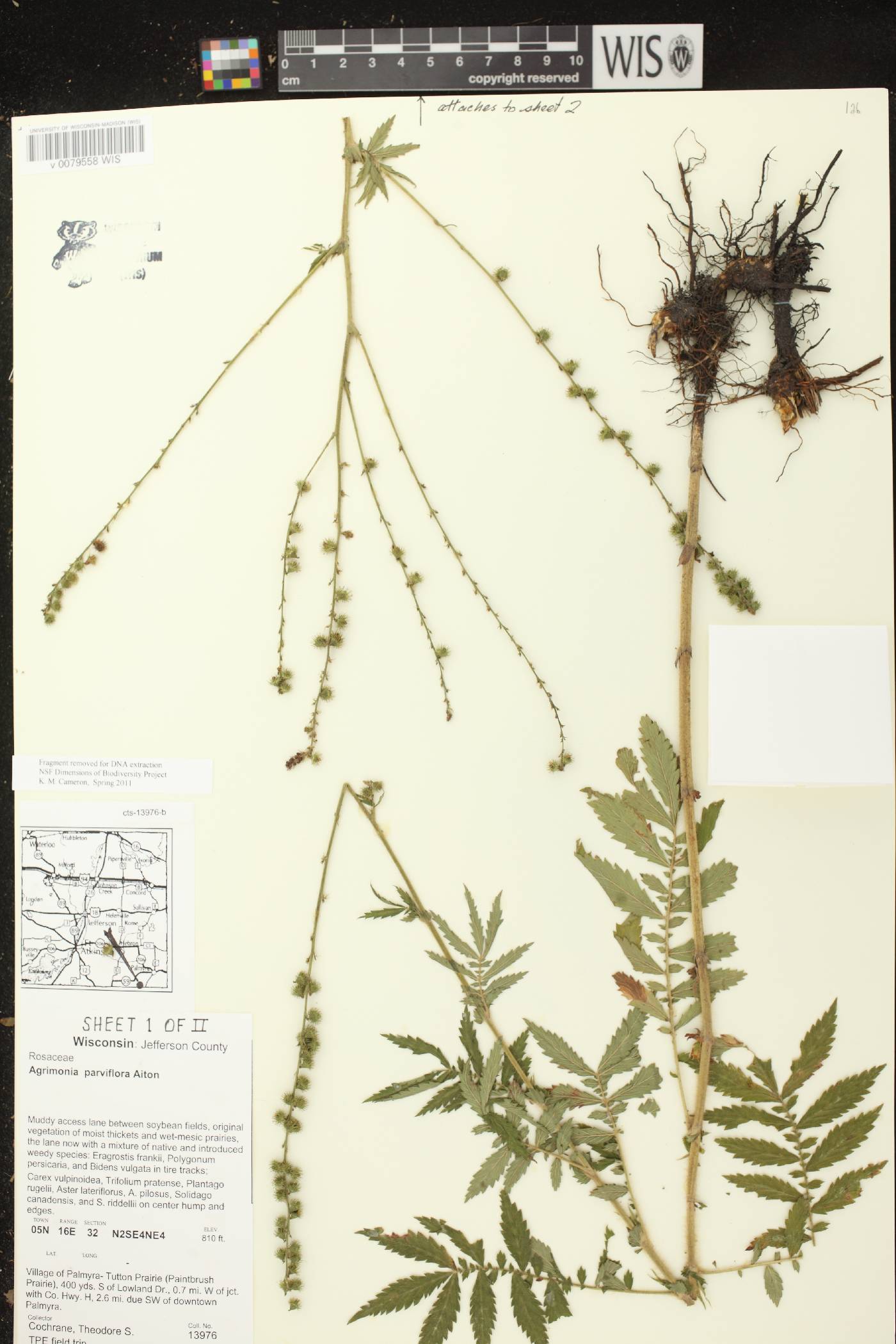Agrimonia parviflora image