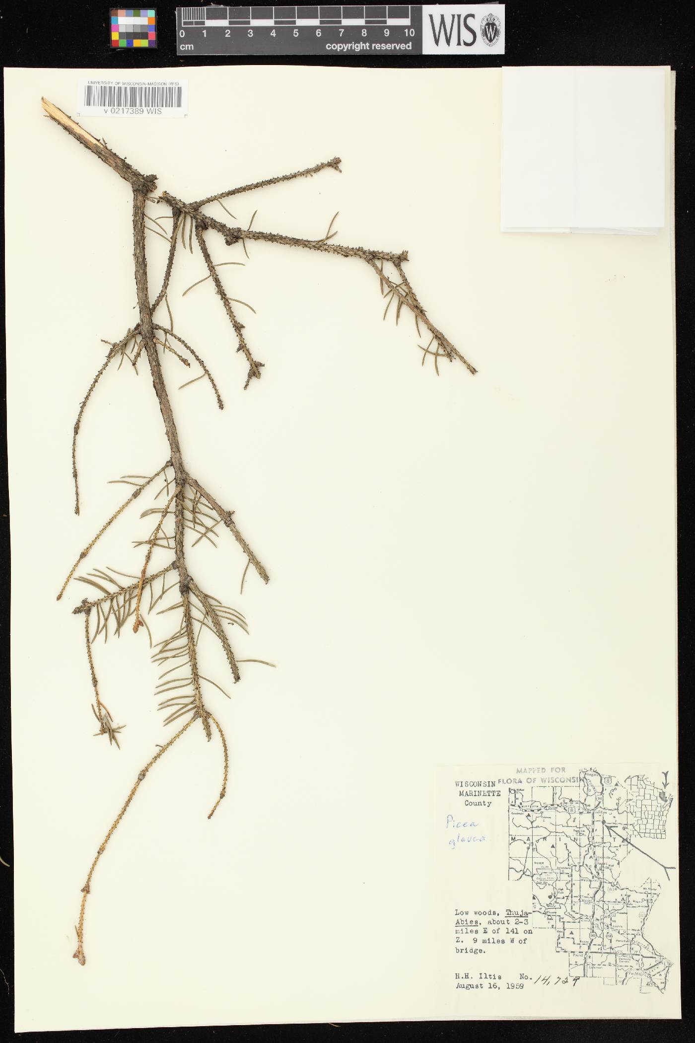 Picea glauca image