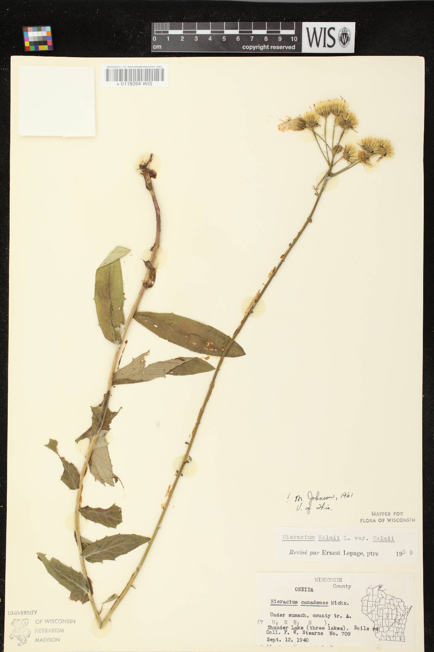Hieracium umbellatum image