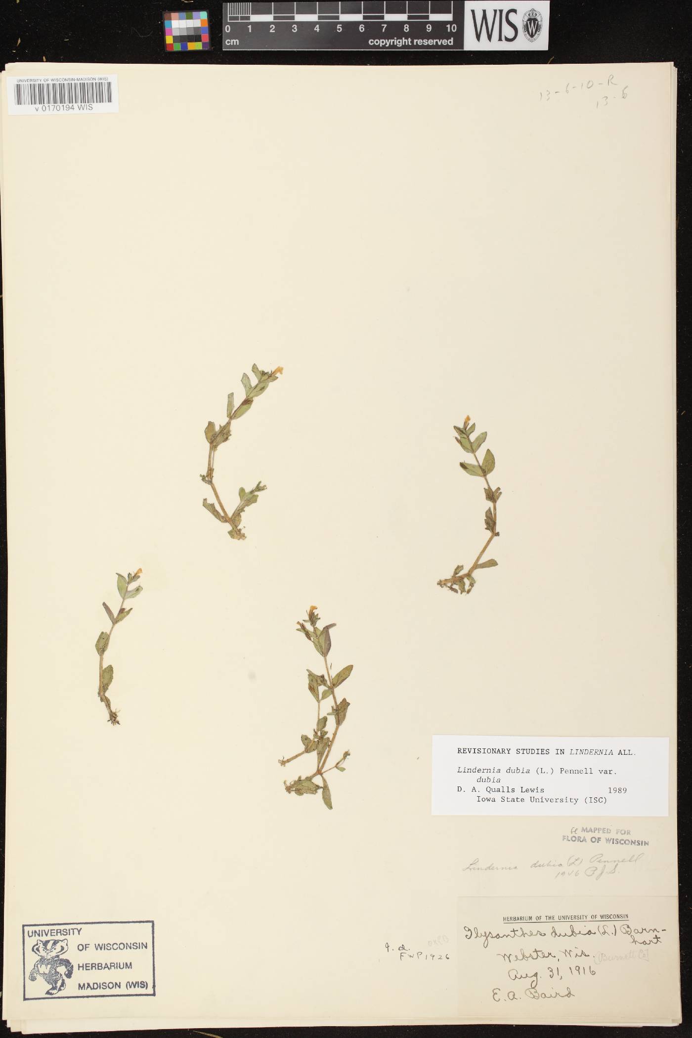 Lindernia dubia image