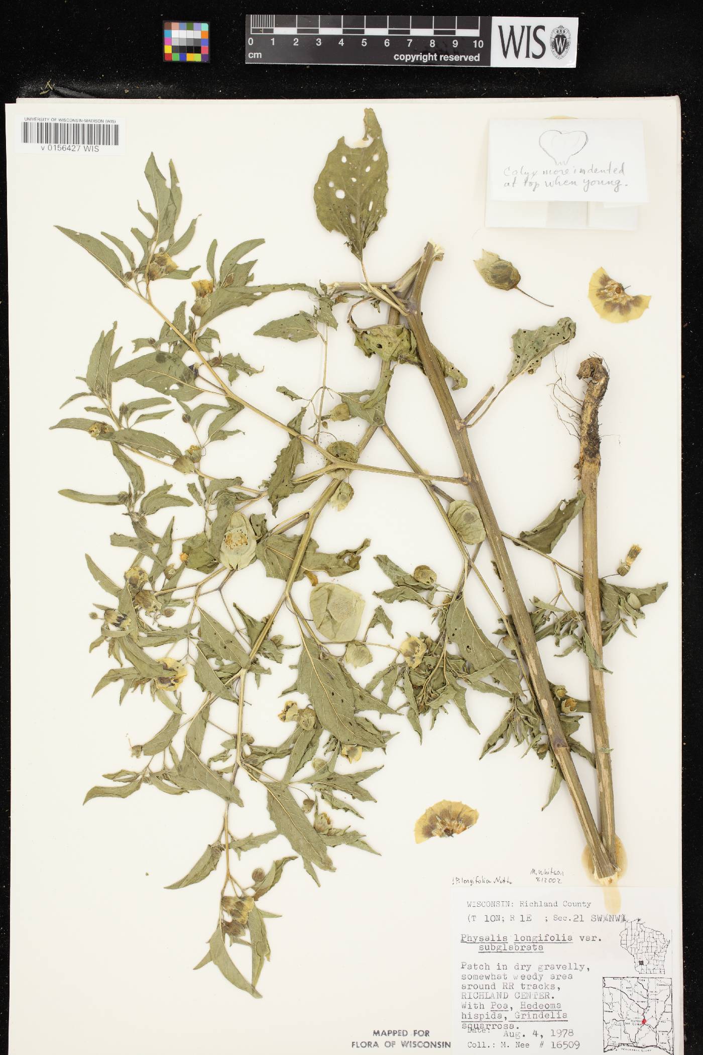 Physalis longifolia image