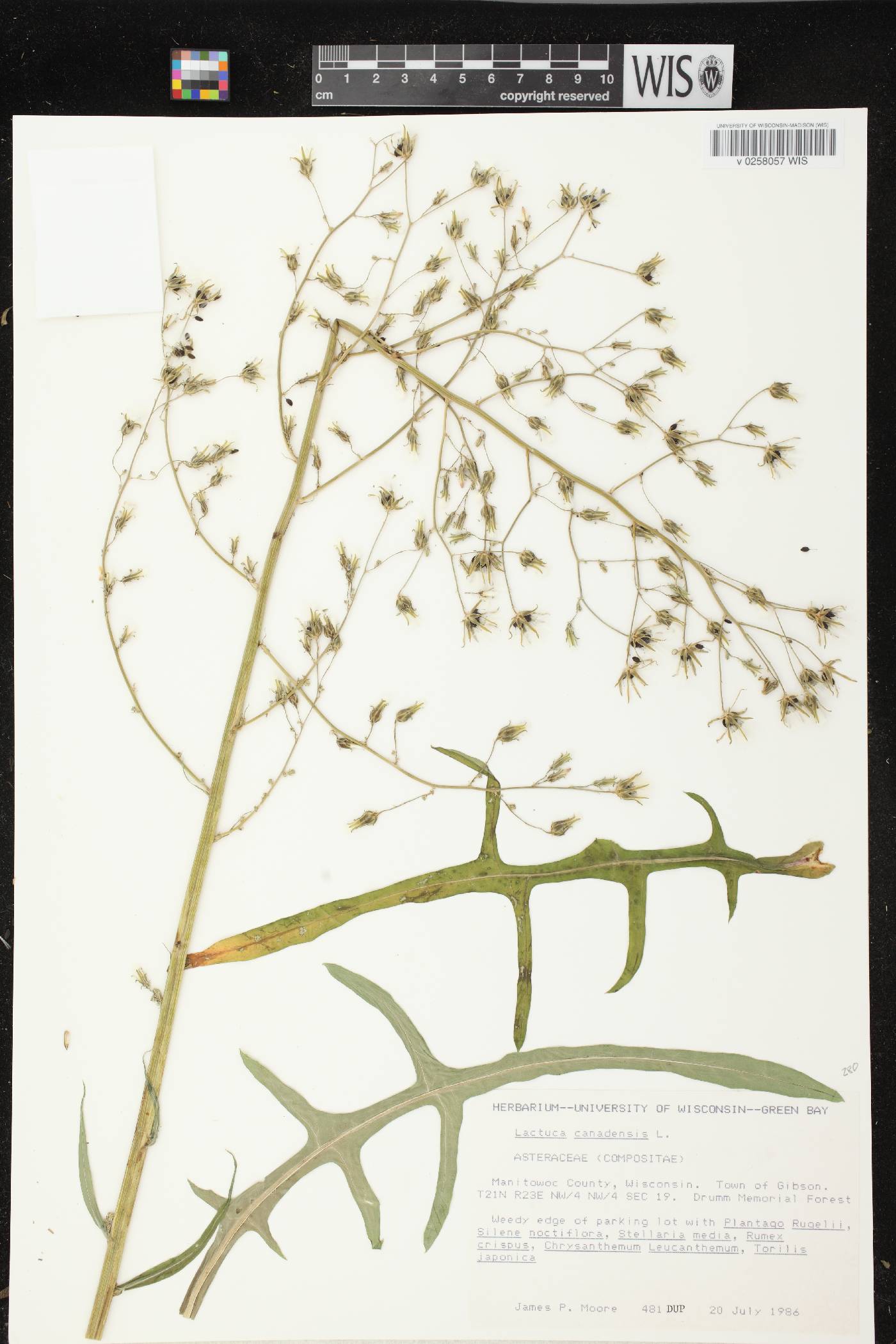 Lactuca canadensis image