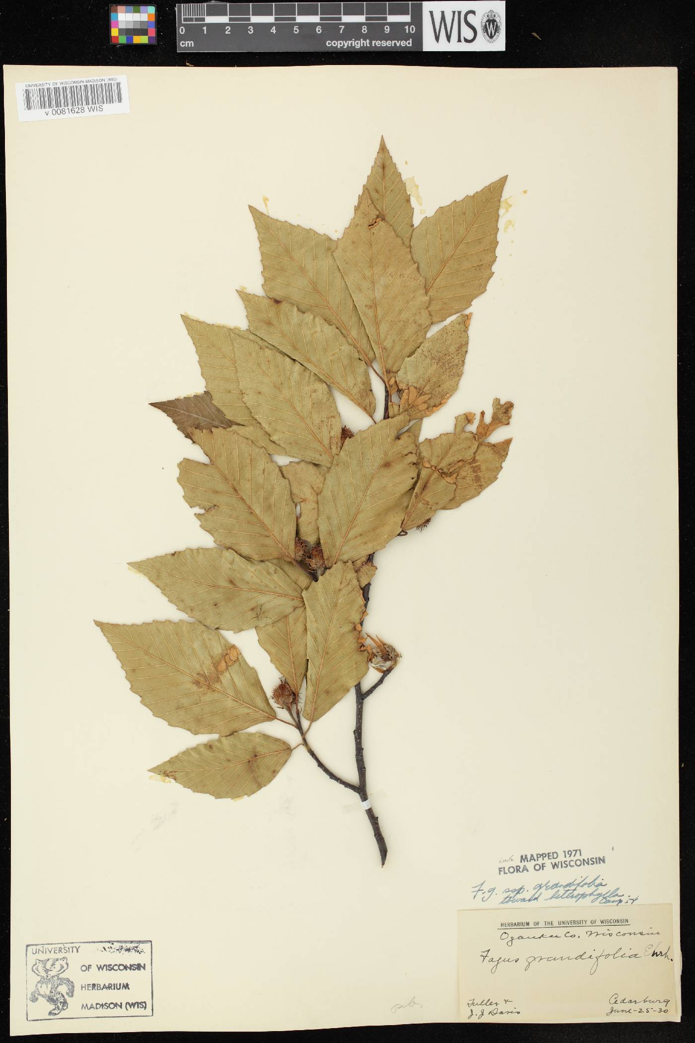 Fagus grandifolia image