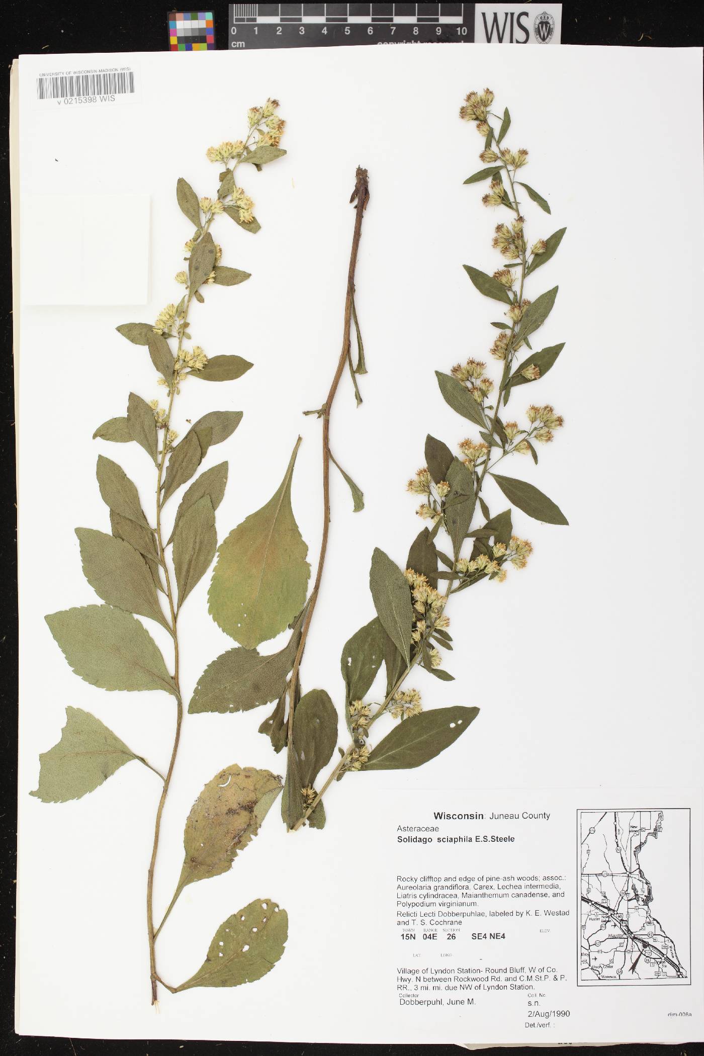 Solidago sciaphila image