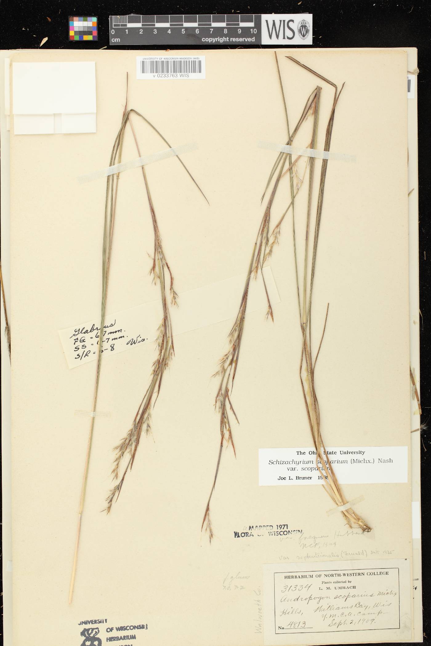 Schizachyrium scoparium var. scoparium image