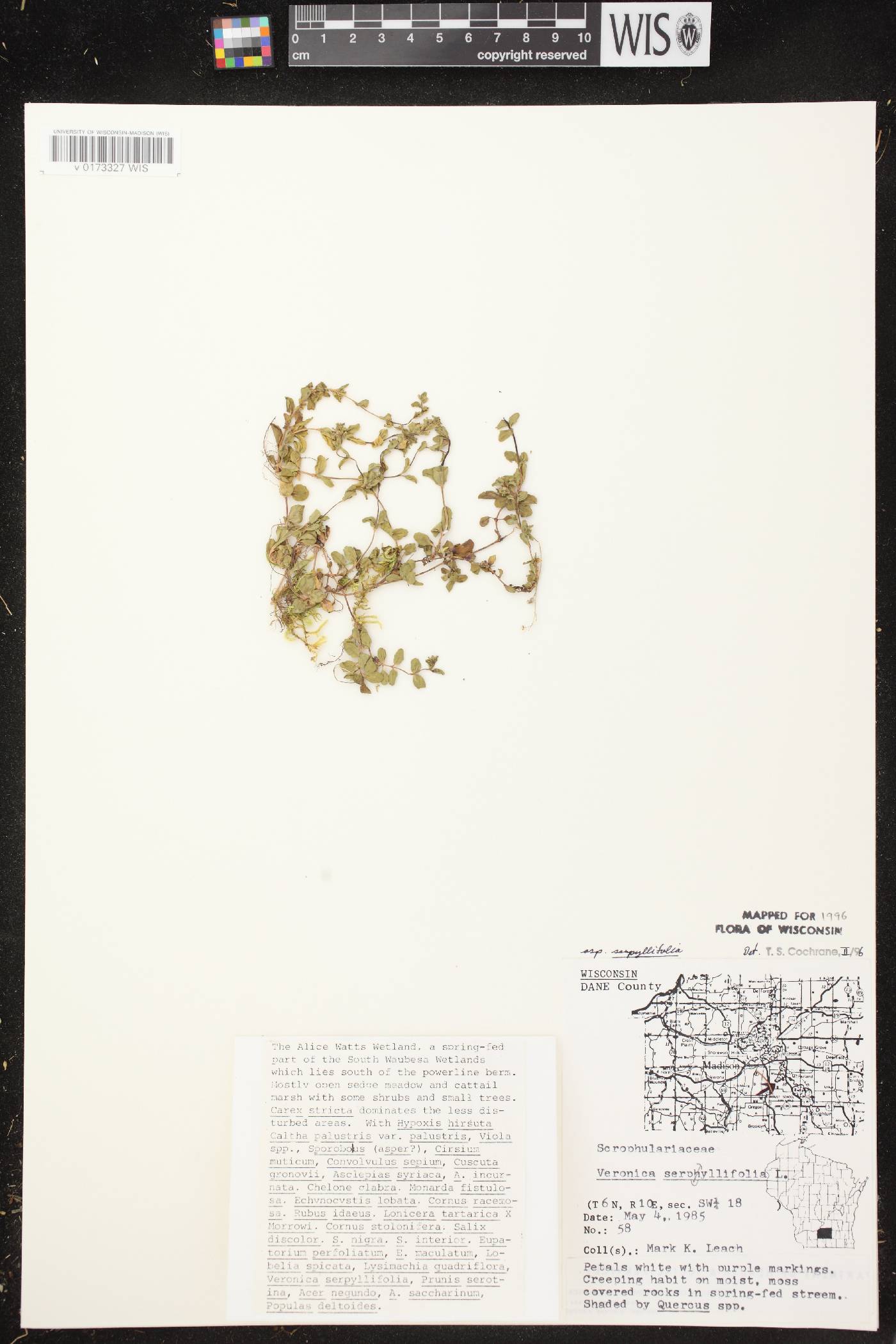 Veronica serpyllifolia subsp. serpyllifolia image