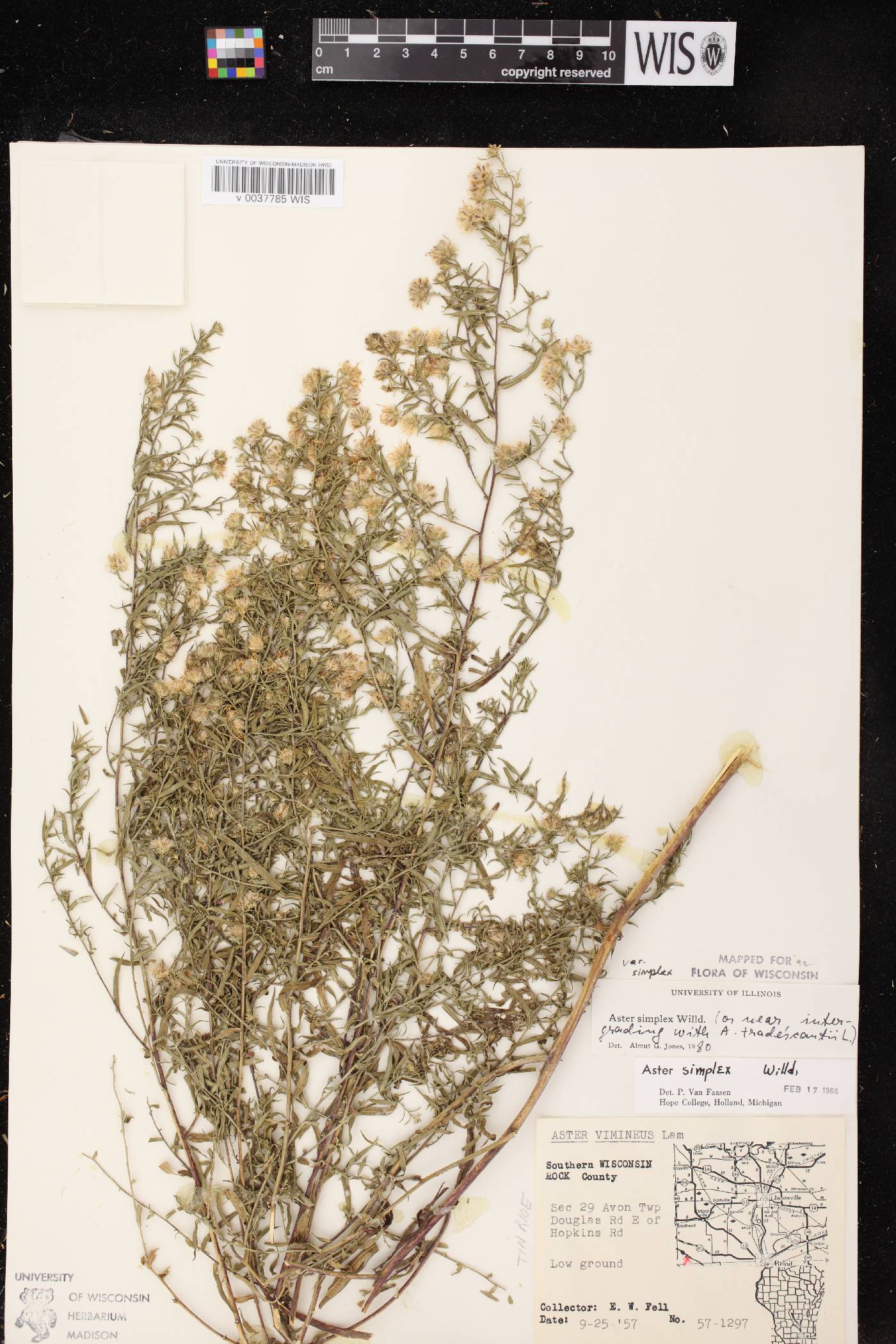 Symphyotrichum lanceolatum image