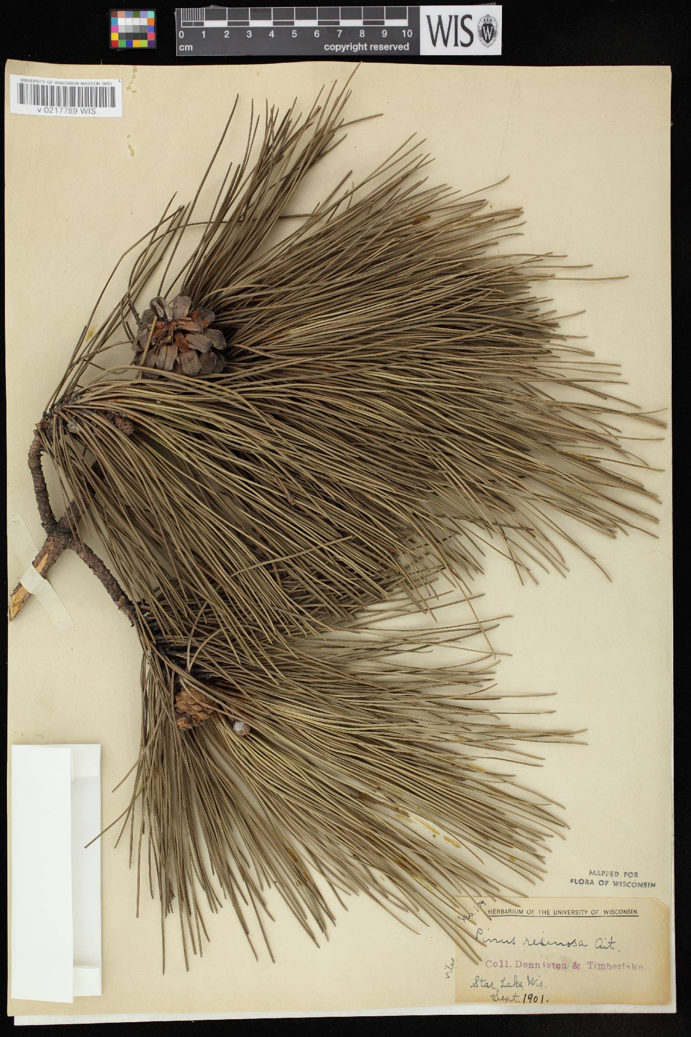 Pinus resinosa image
