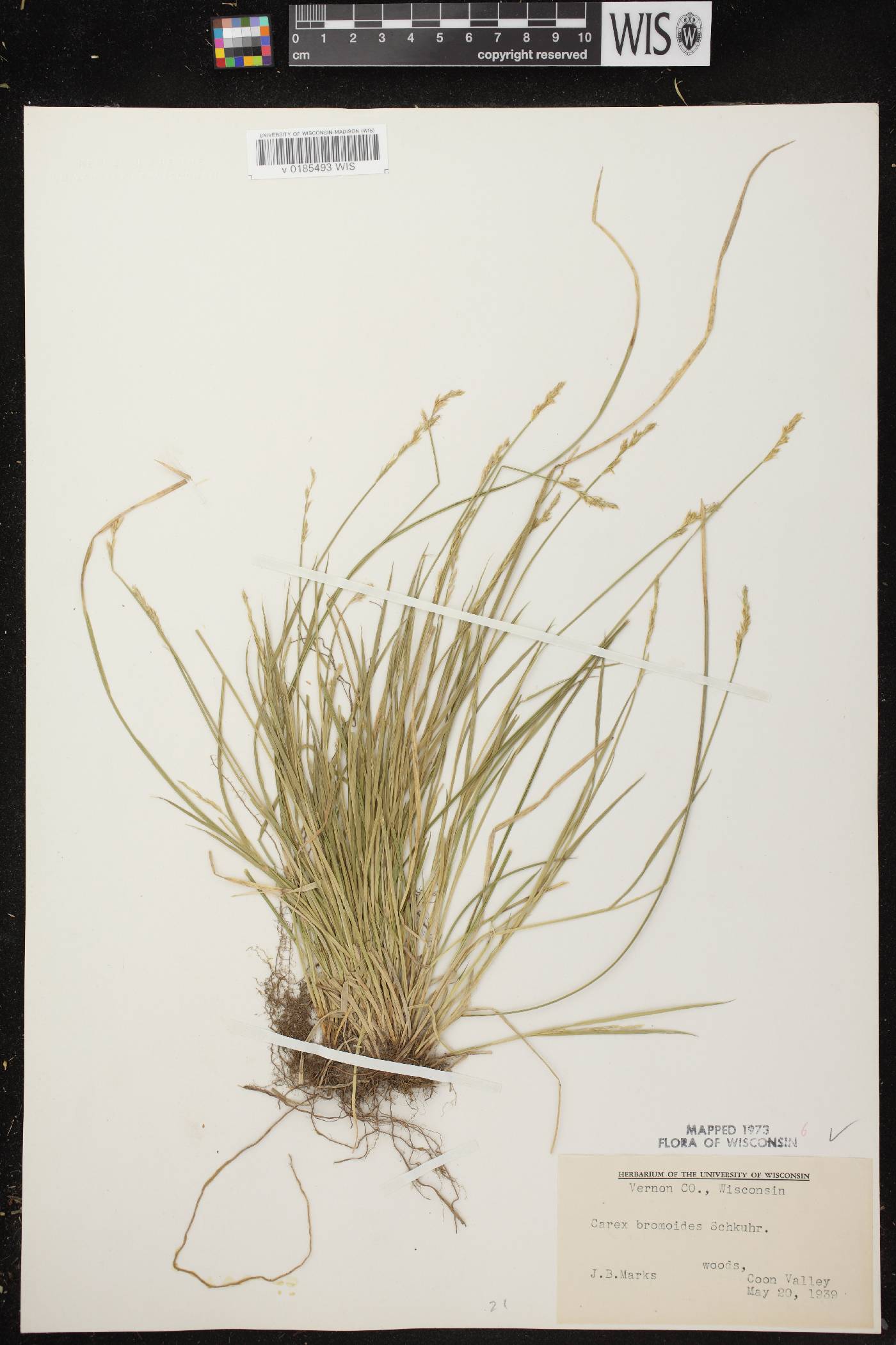 Carex bromoides subsp. bromoides image