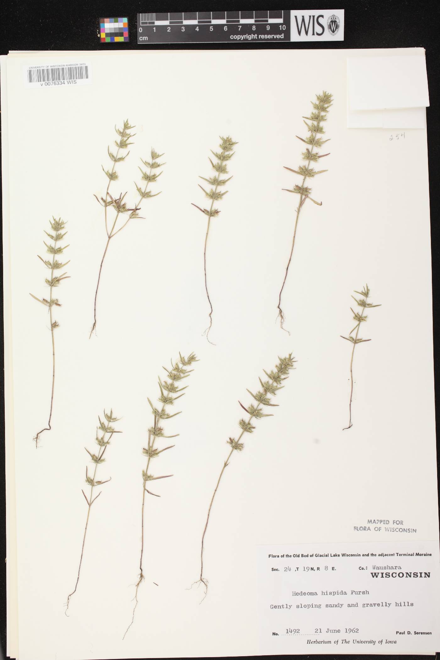 Hedeoma hispida image