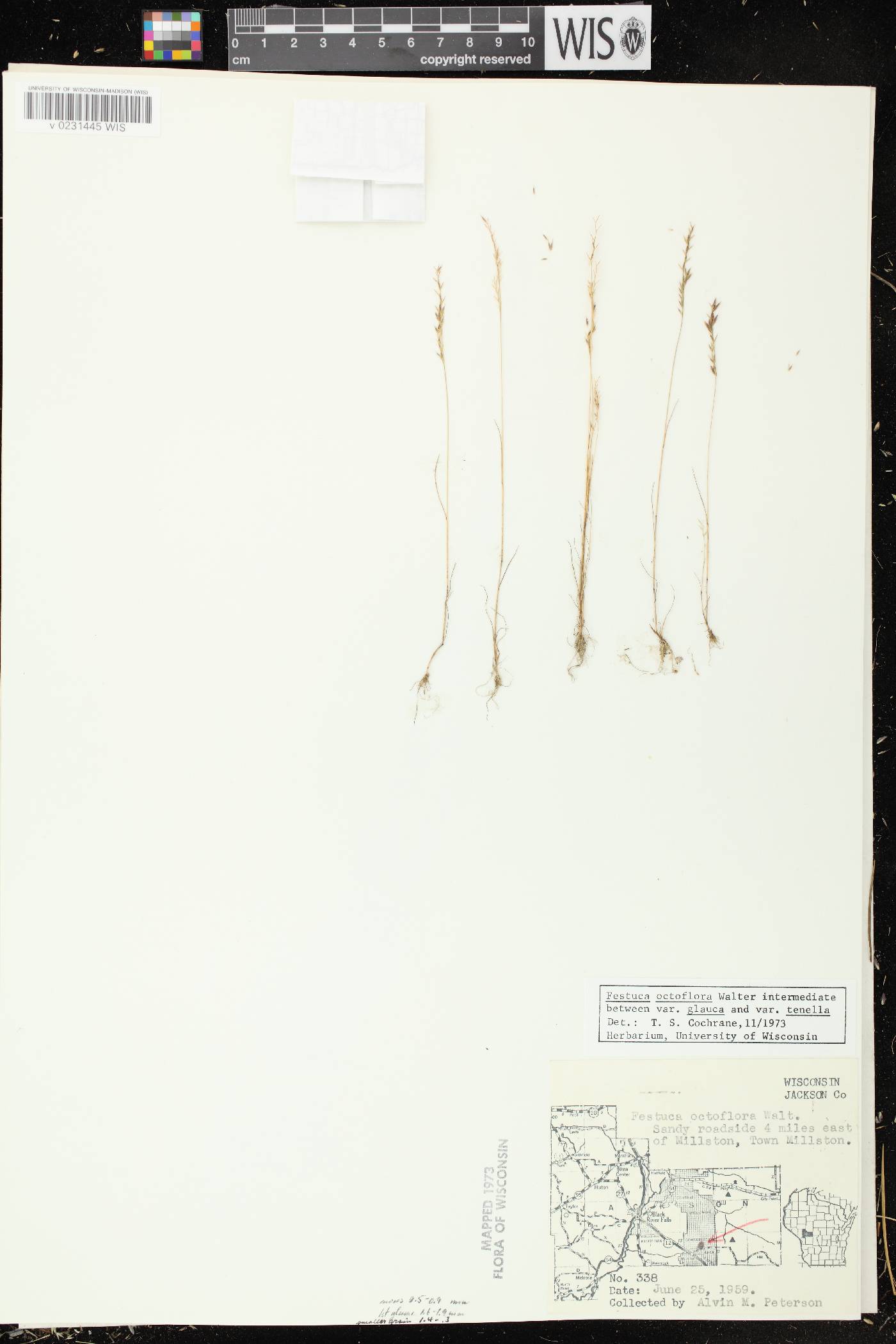 Festuca octoflora image