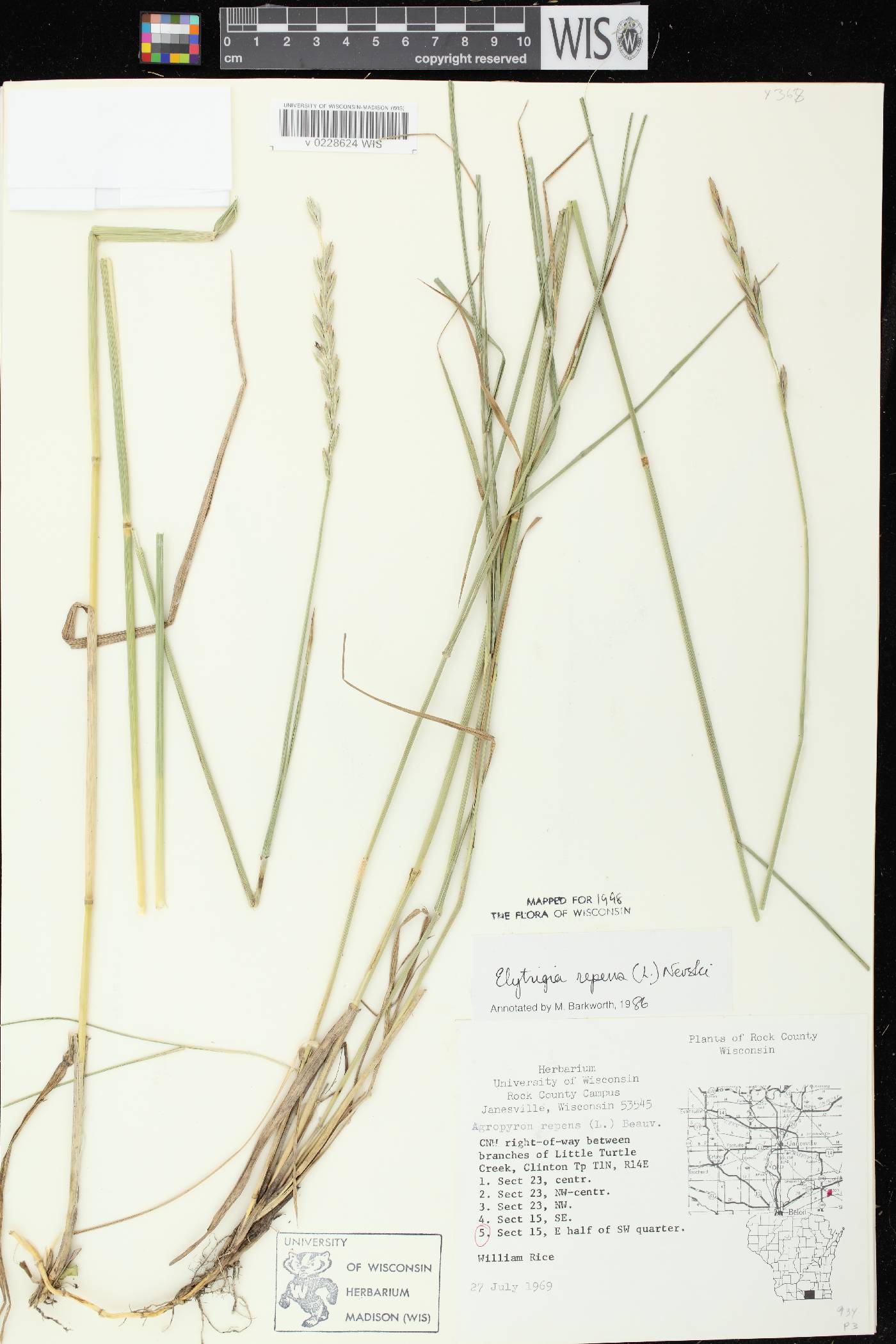 Elymus repens image