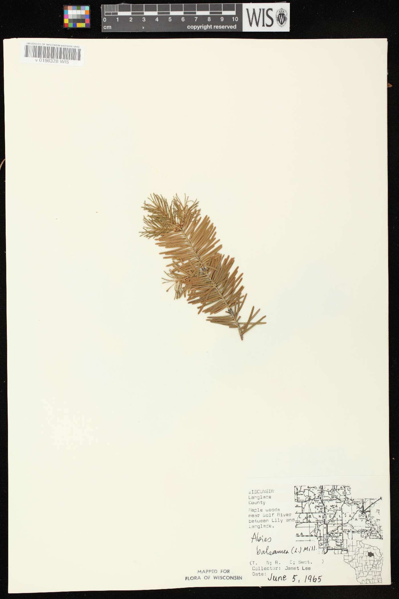 Abies balsamea image