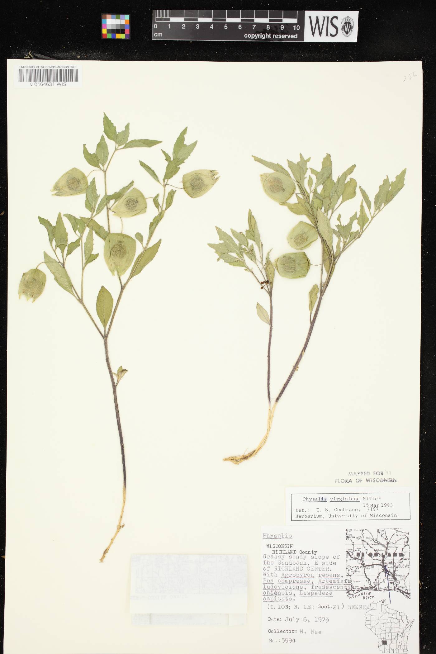 Physalis virginiana var. virginiana image