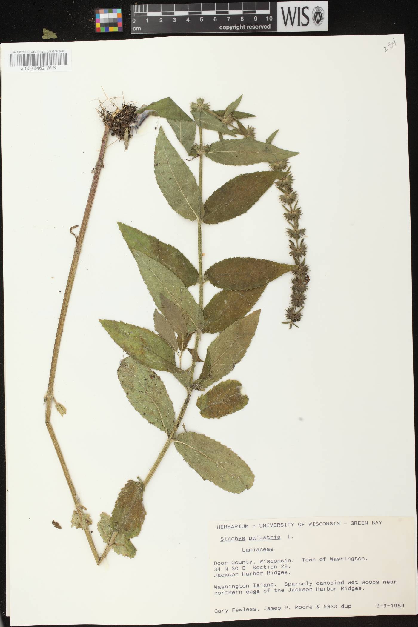 Stachys palustris image