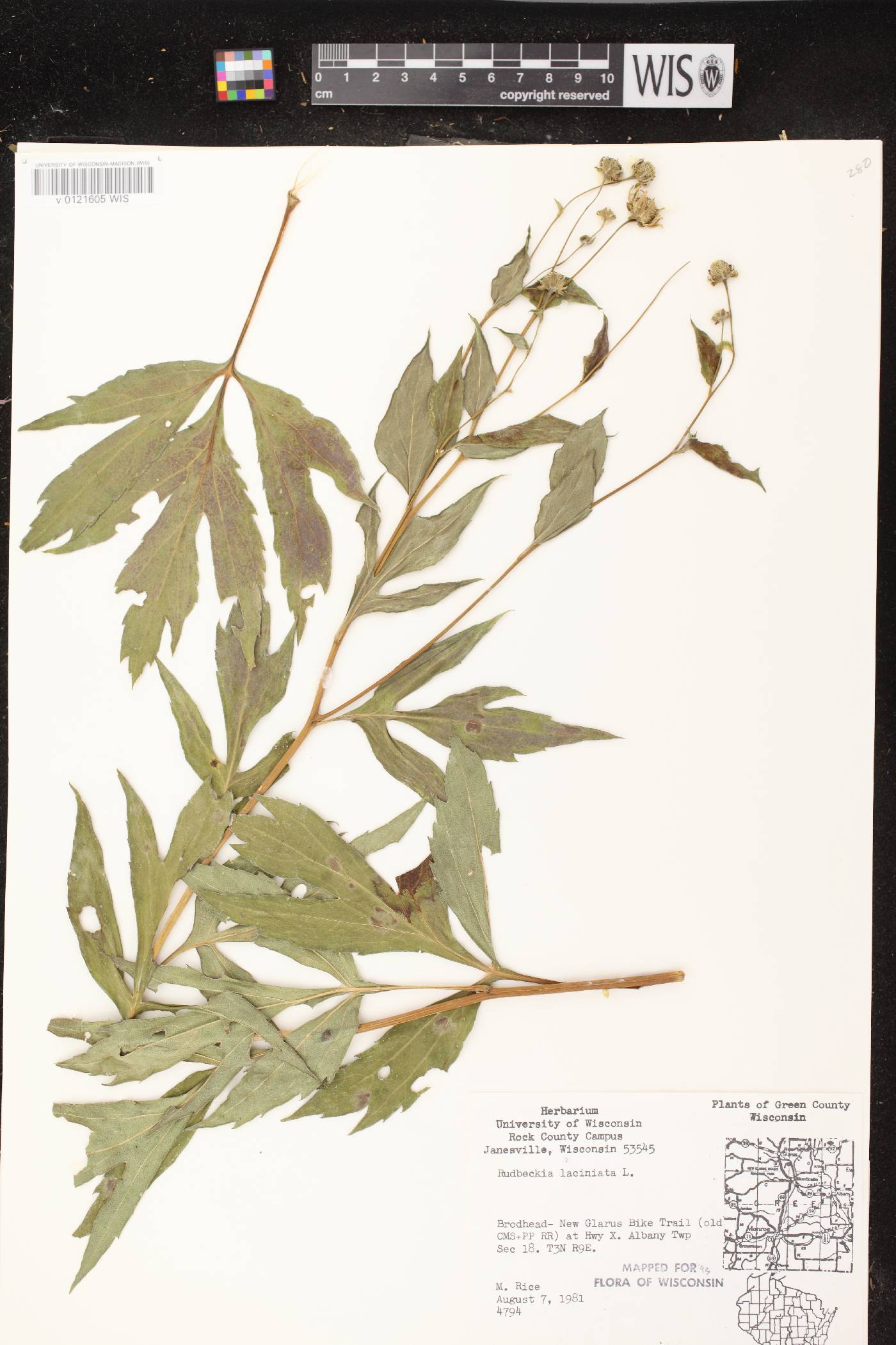 Rudbeckia laciniata image