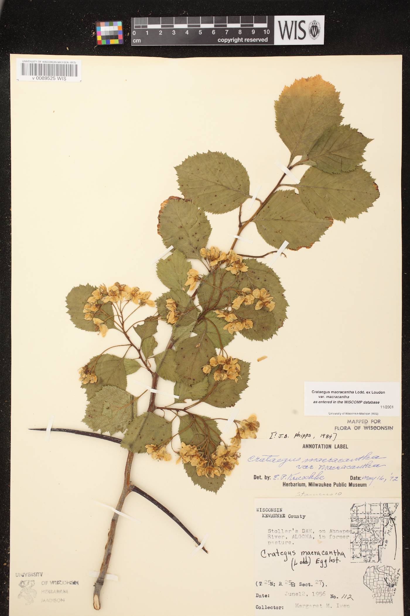 Crataegus macracantha image