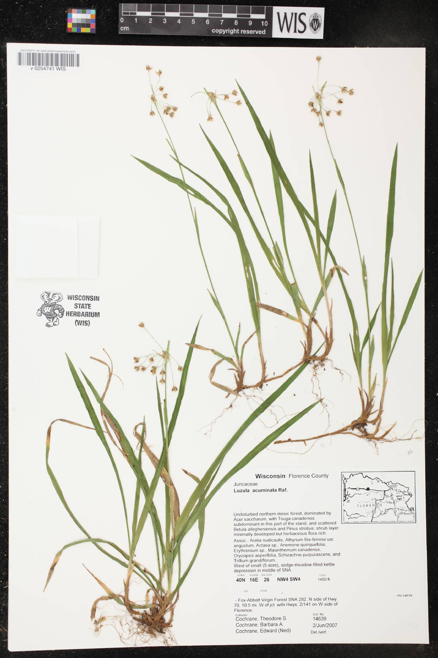 Luzula acuminata image