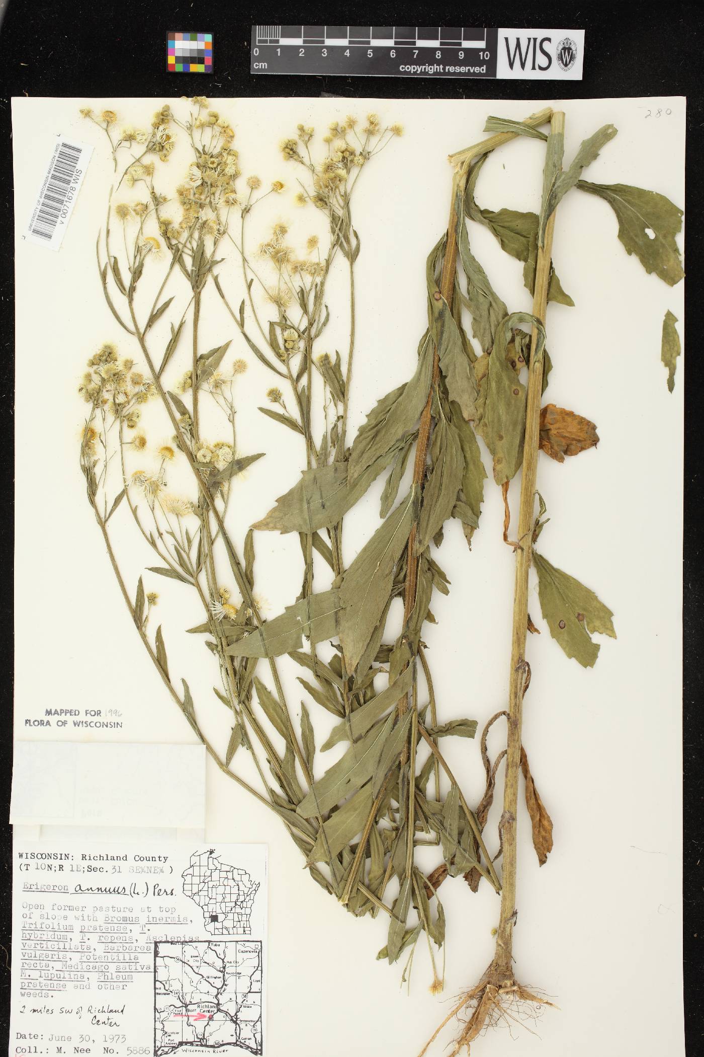 Erigeron annuus image