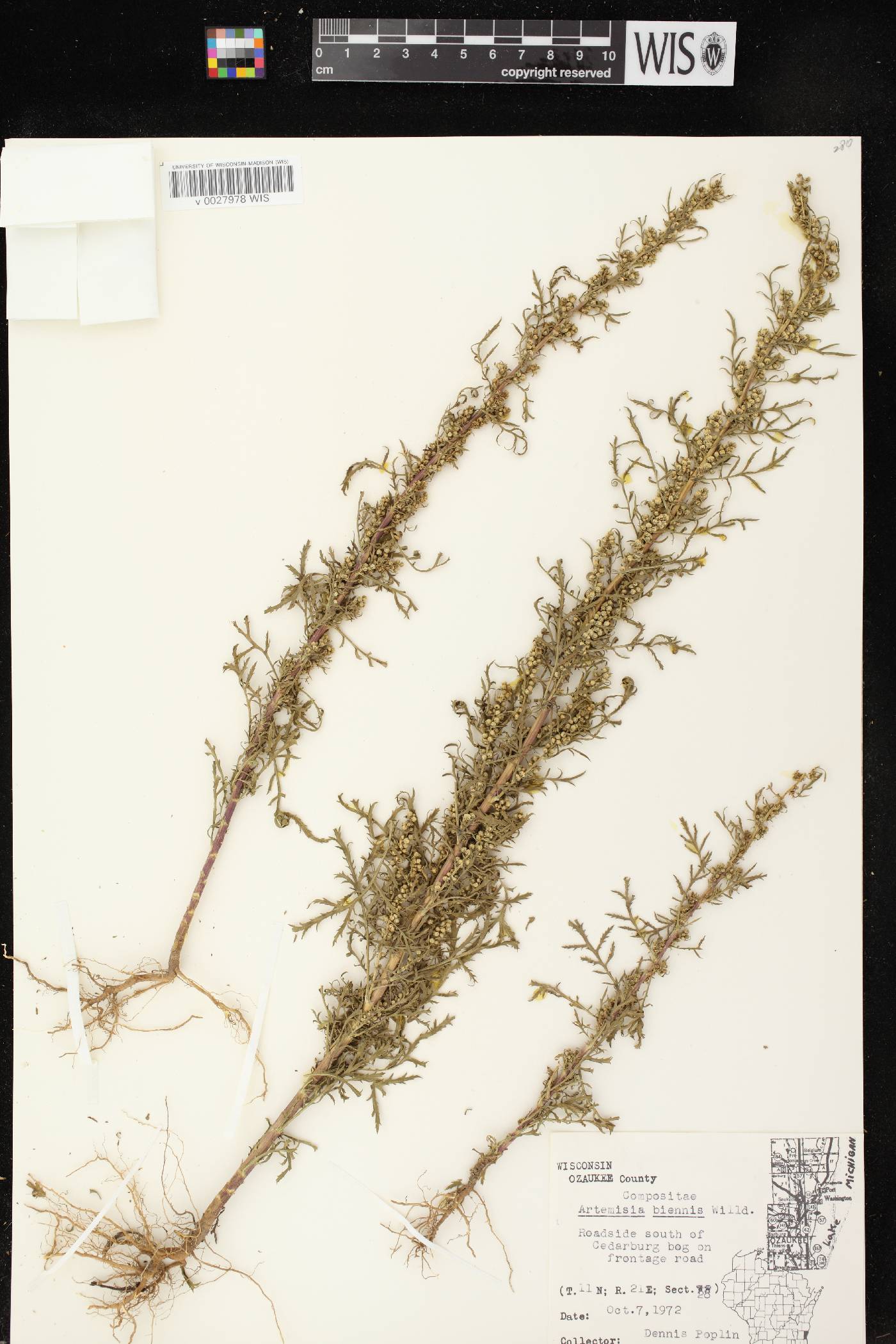 Artemisia biennis image