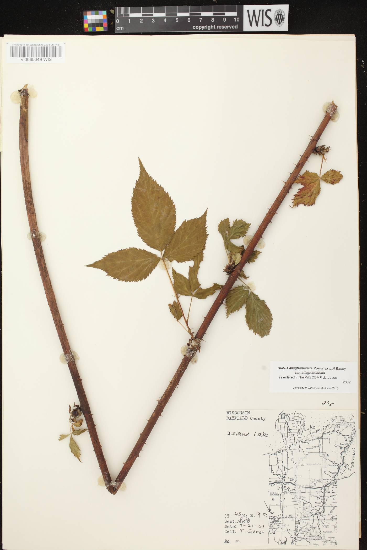 Rubus allegheniensis image