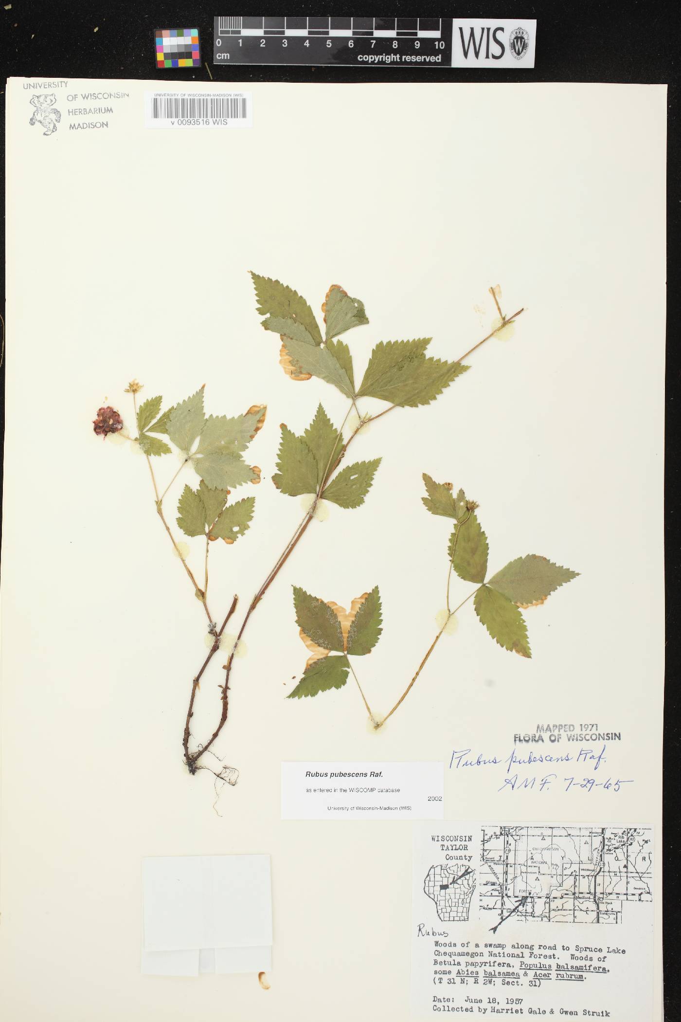 Rubus pubescens image