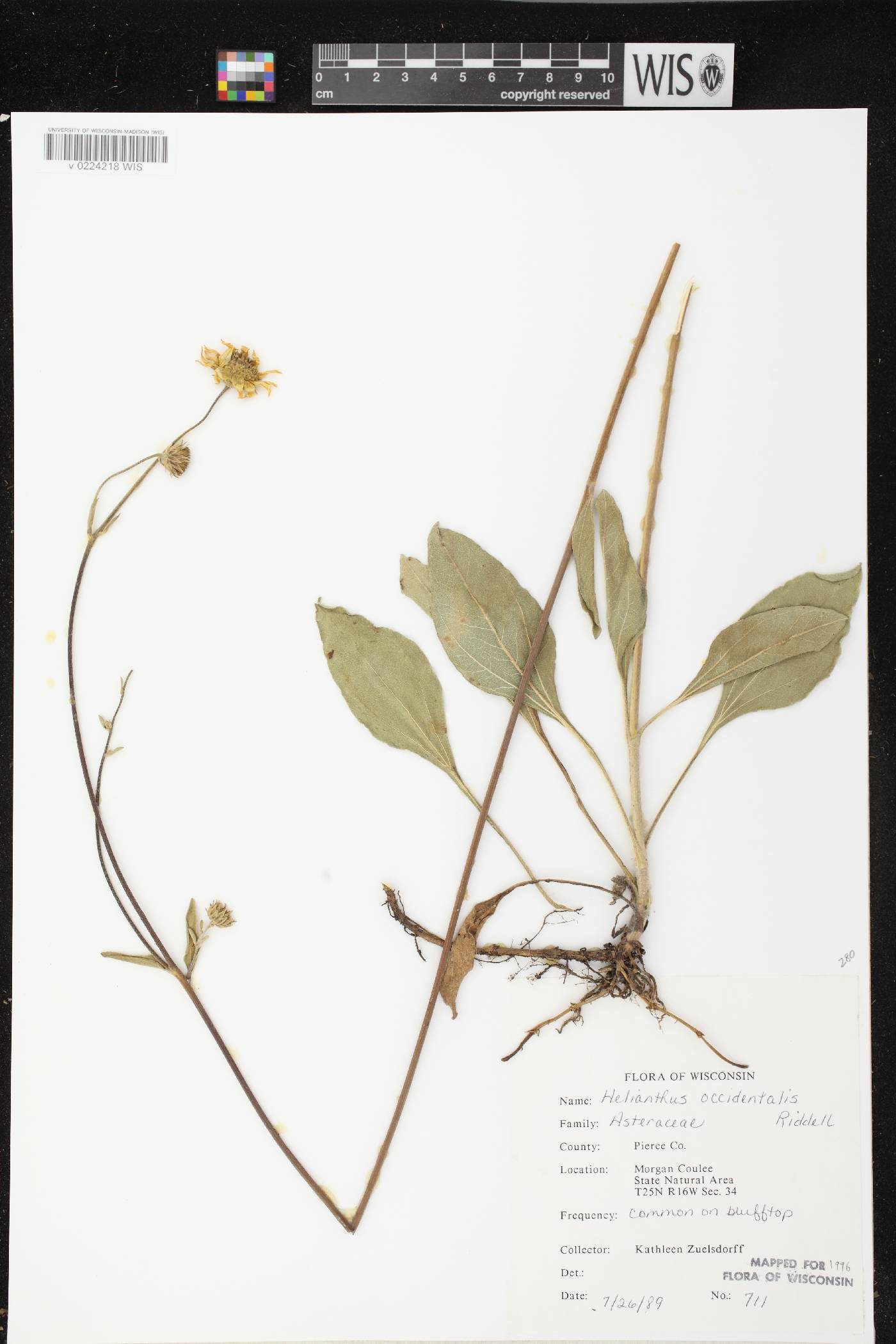 Helianthus occidentalis subsp. occidentalis image