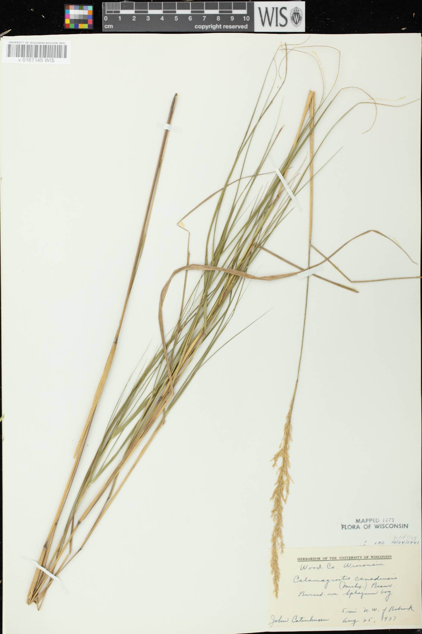 Calamagrostis canadensis var. canadensis image