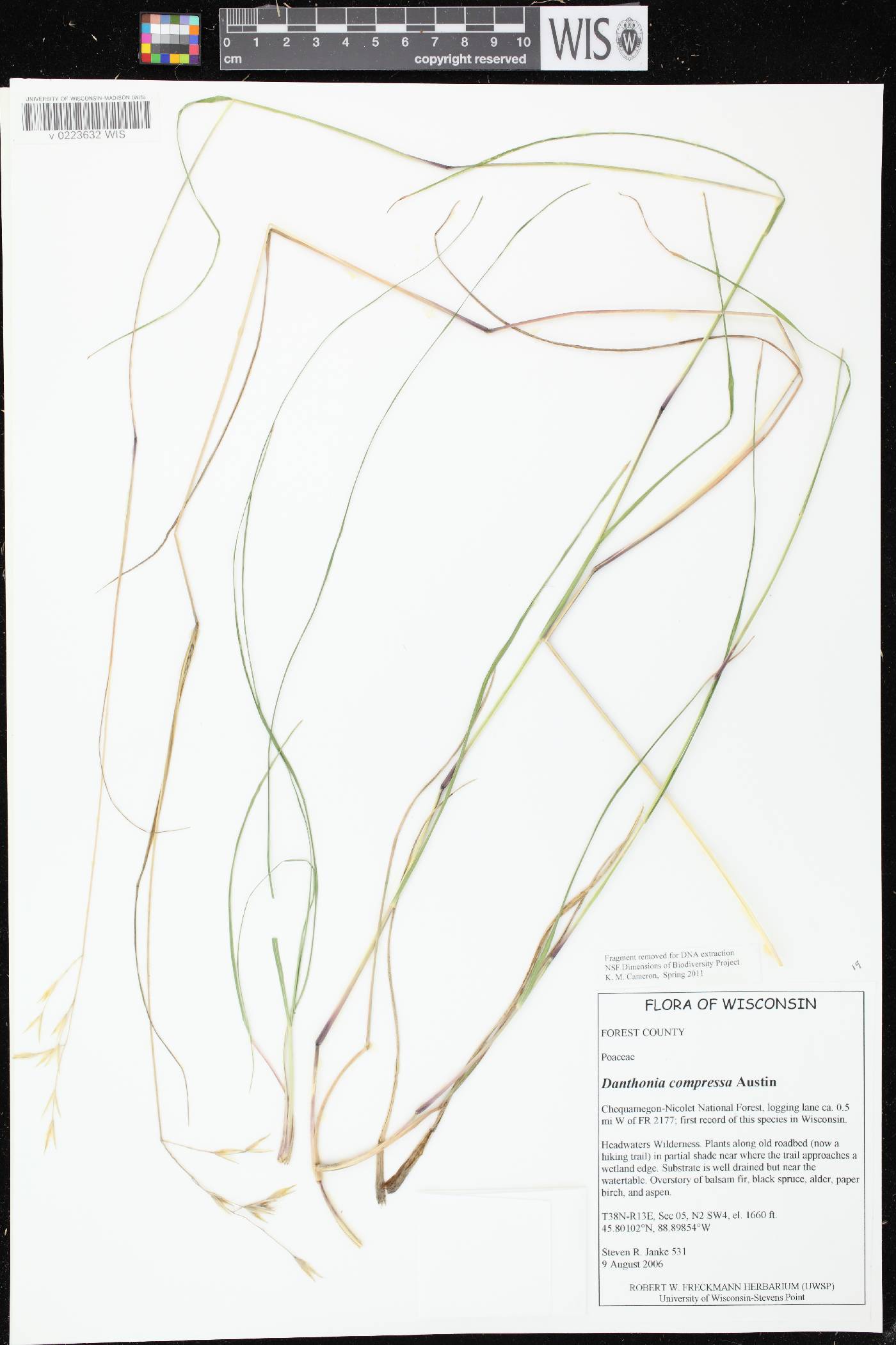 Danthonia compressa image