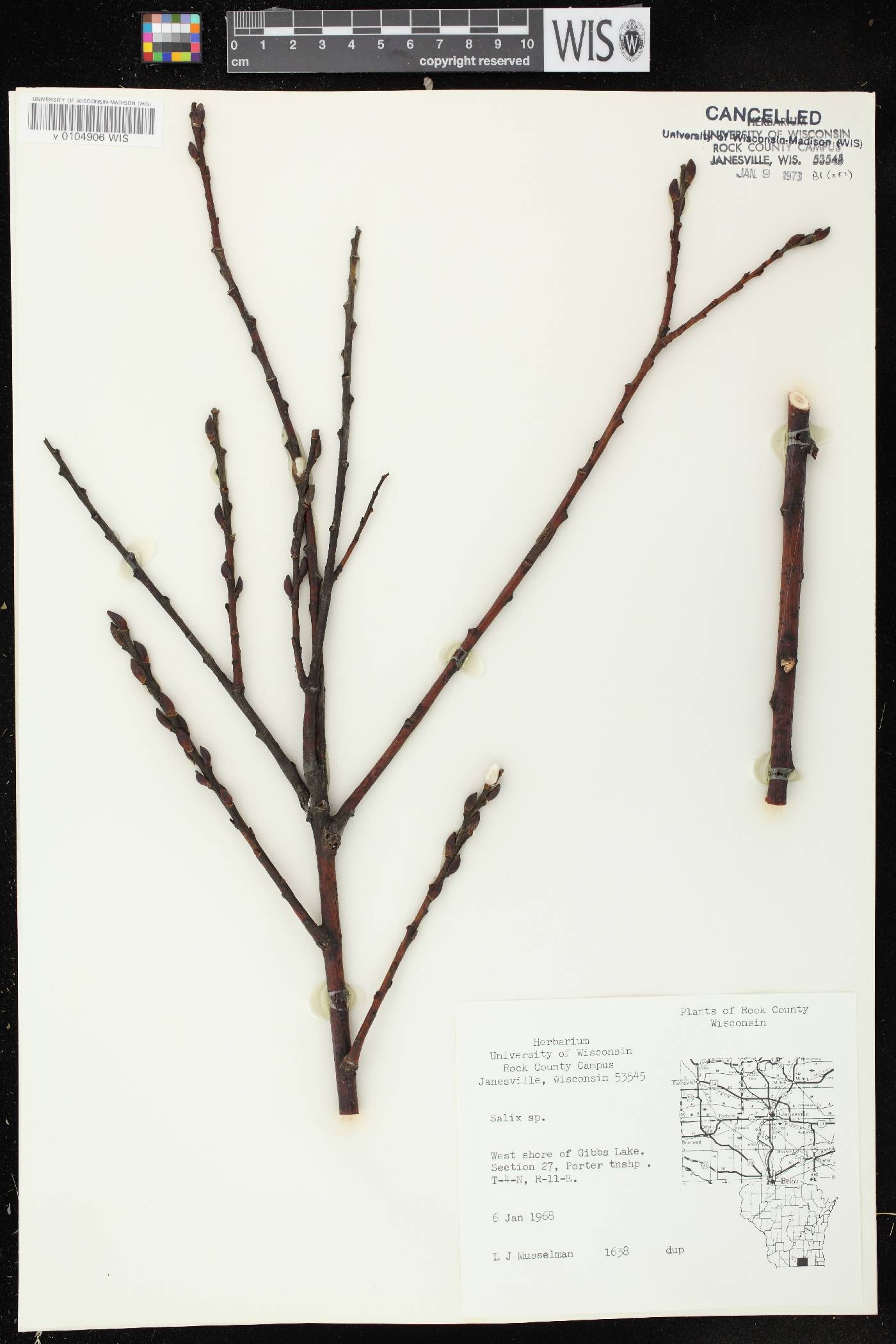 Salix discolor image