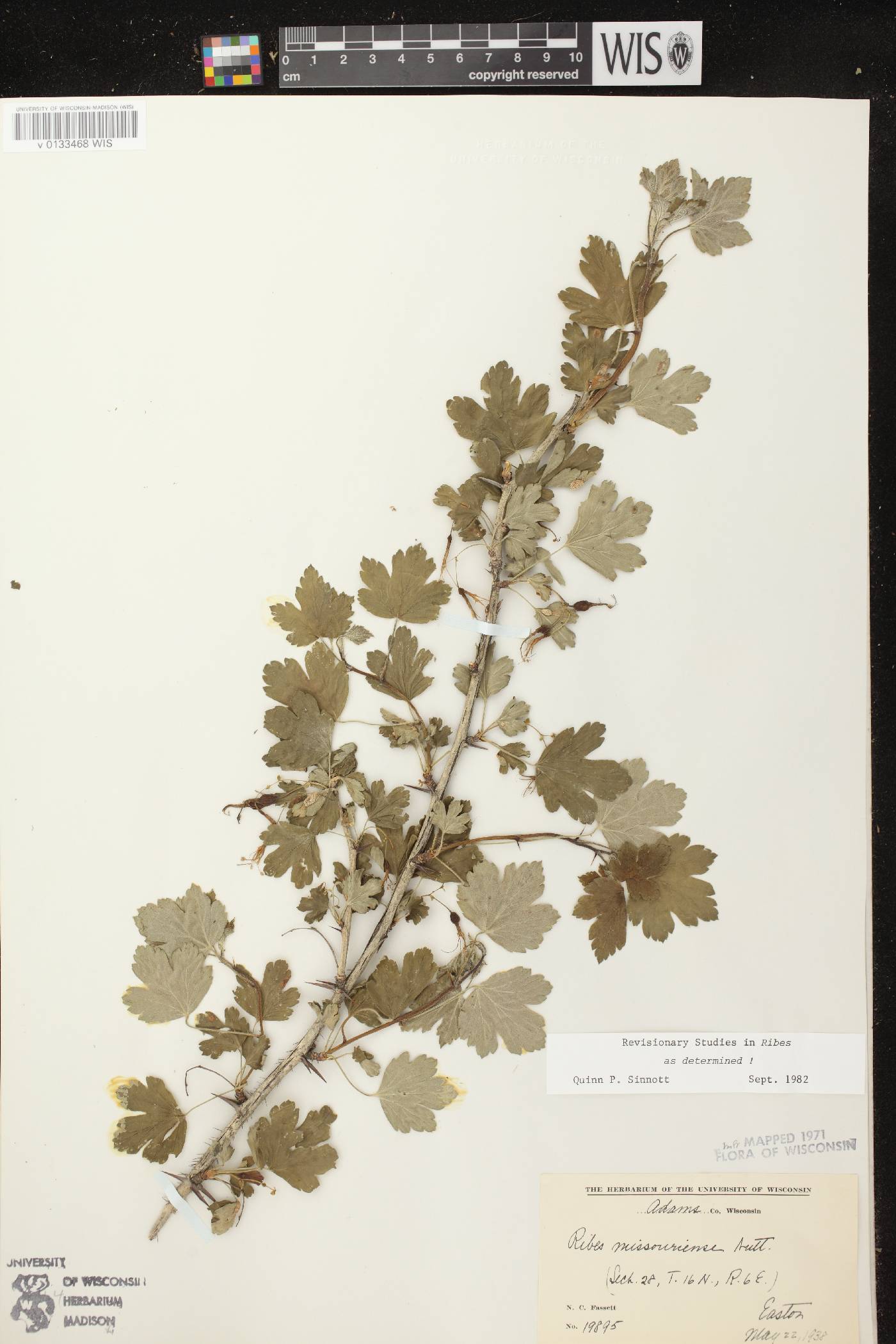 Ribes missouriense image