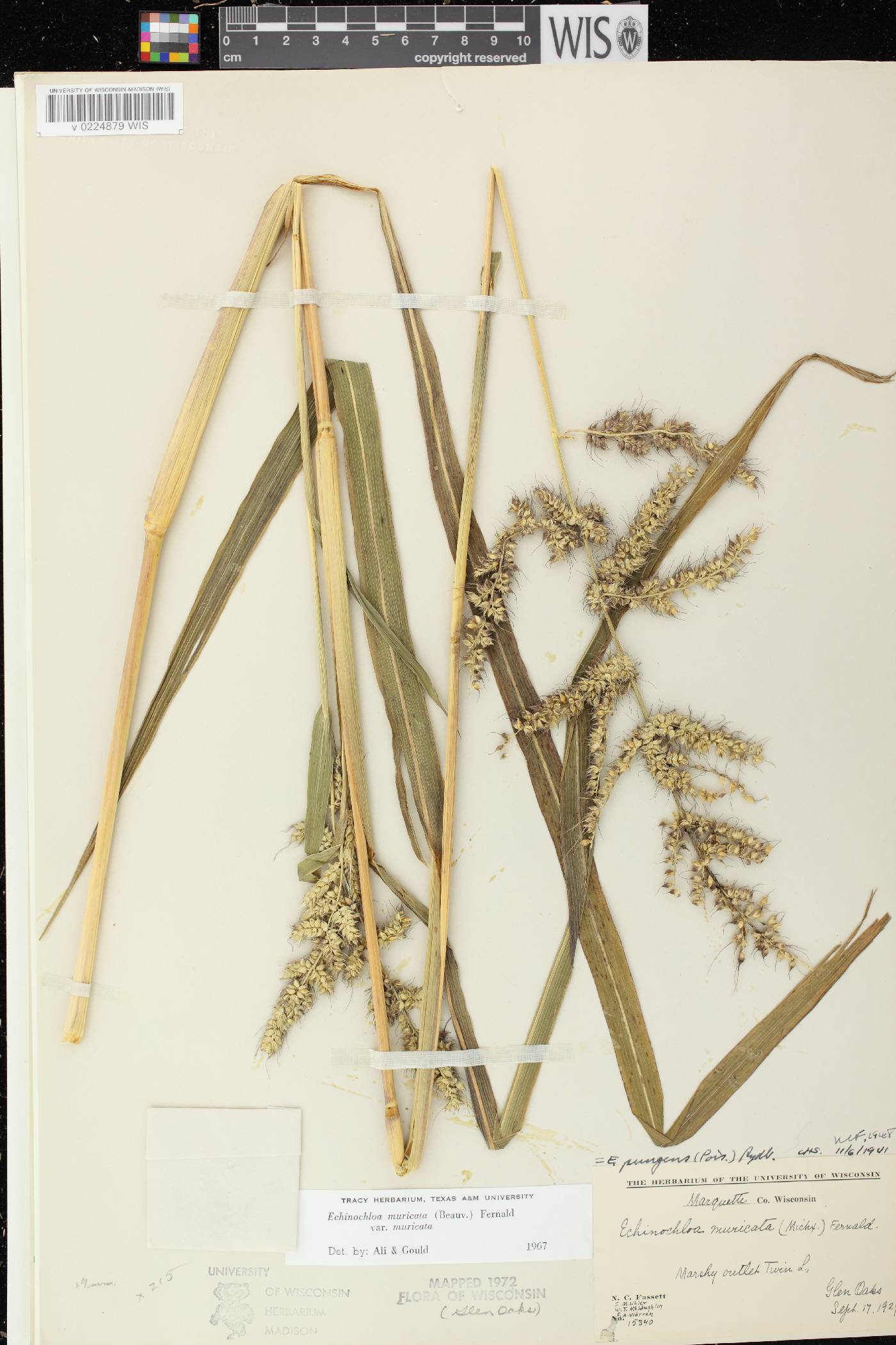 Echinochloa muricata var. muricata image