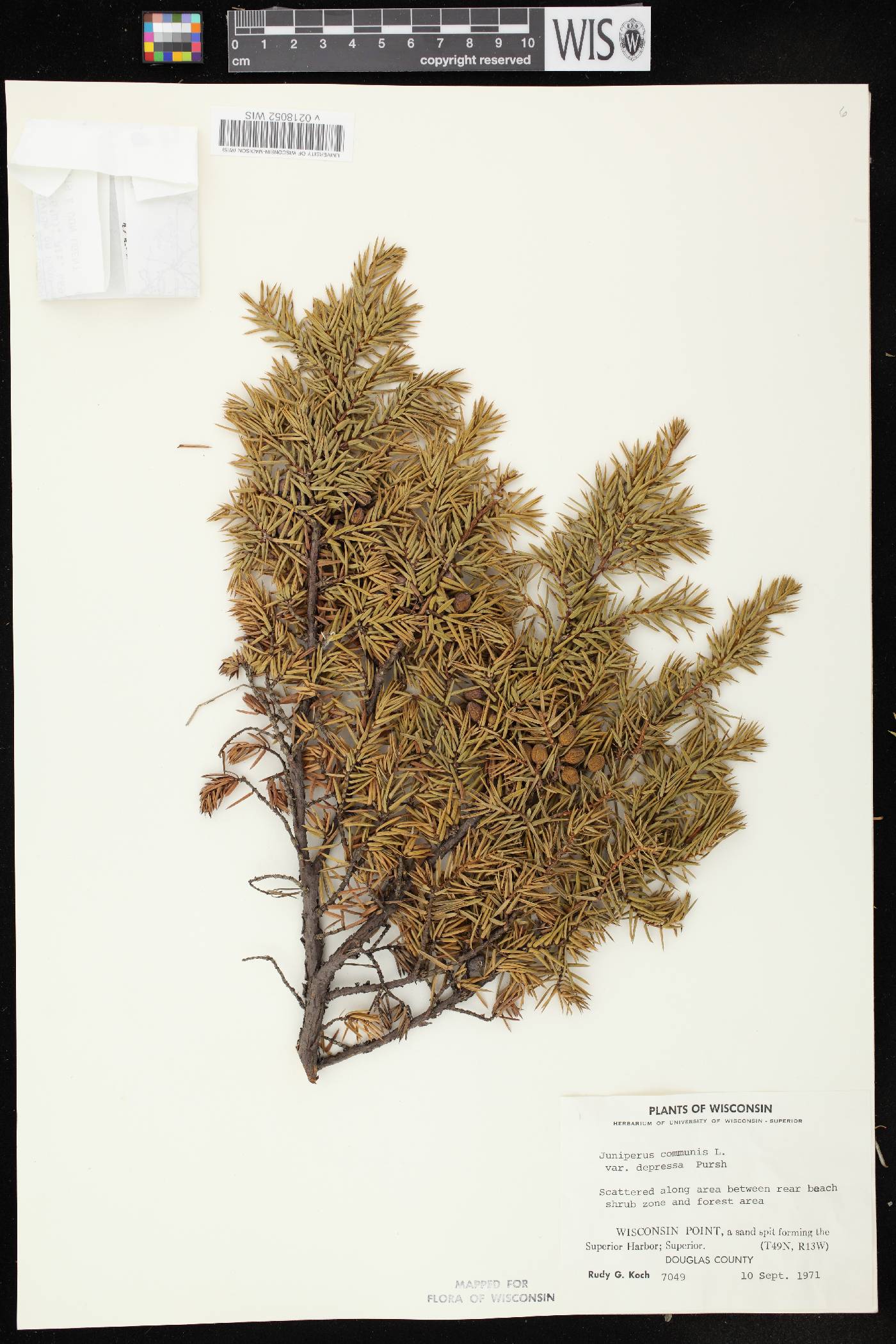 Juniperus communis image
