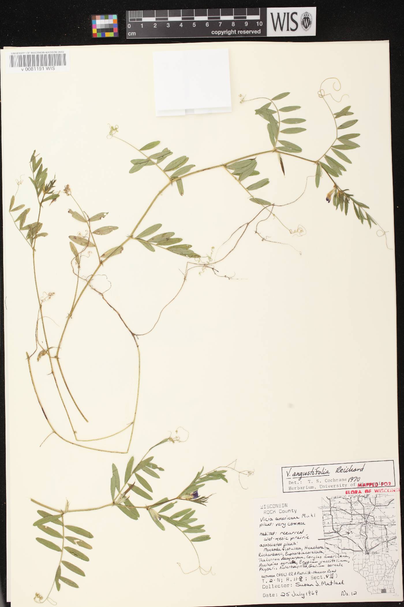 Vicia sativa subsp. nigra image