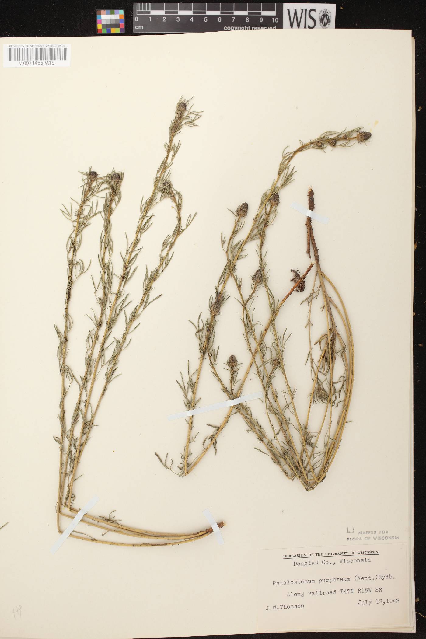 Dalea purpurea var. purpurea image