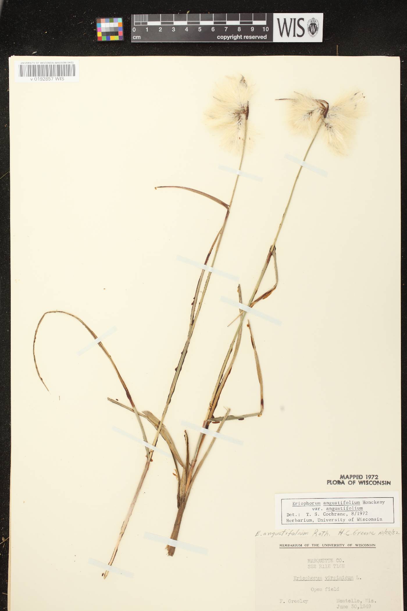 Eriophorum angustifolium subsp. angustifolium image