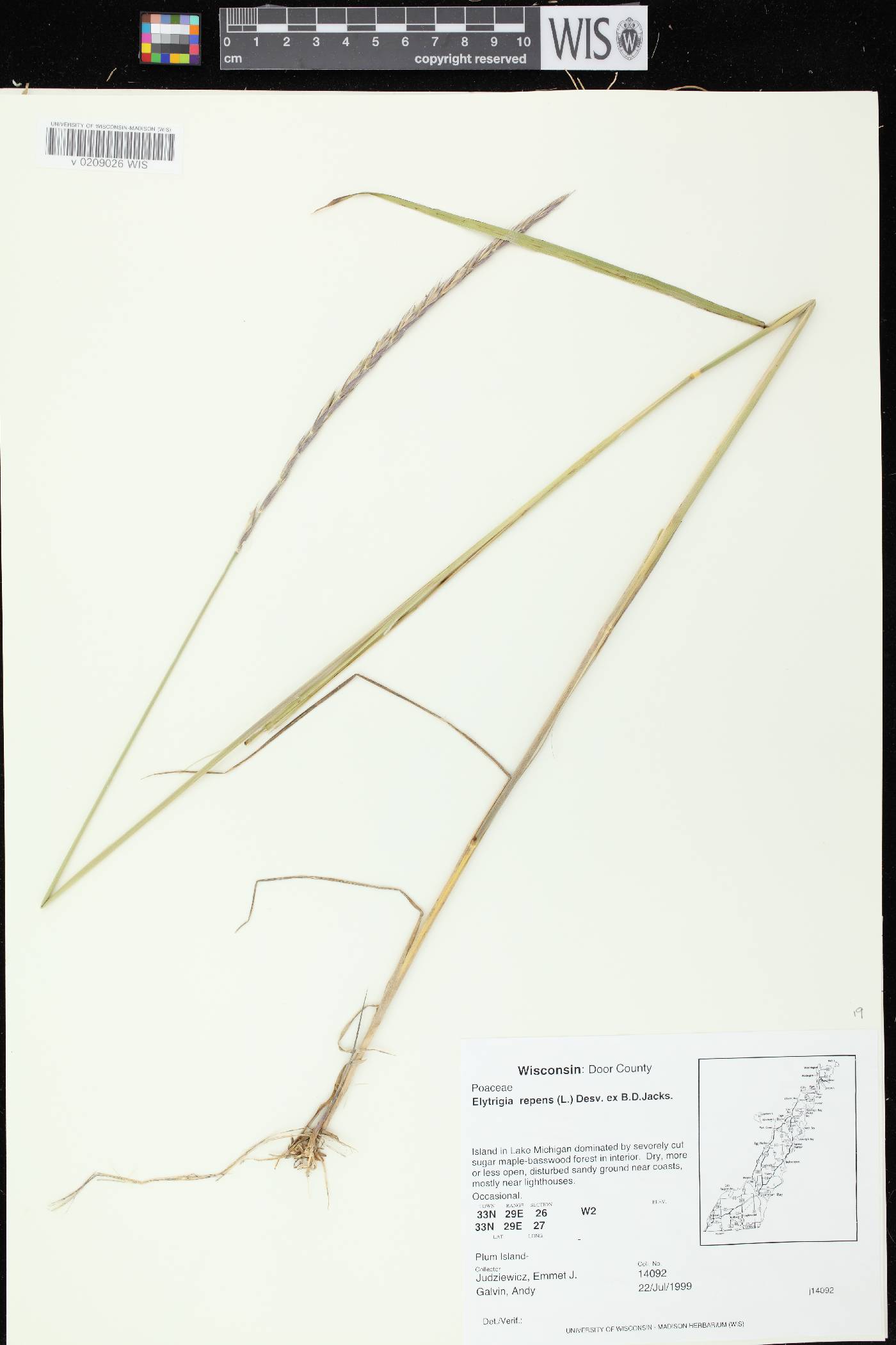 Elymus repens image