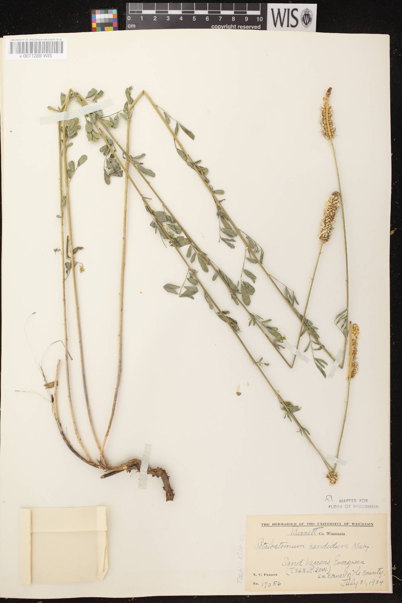 Dalea candida image