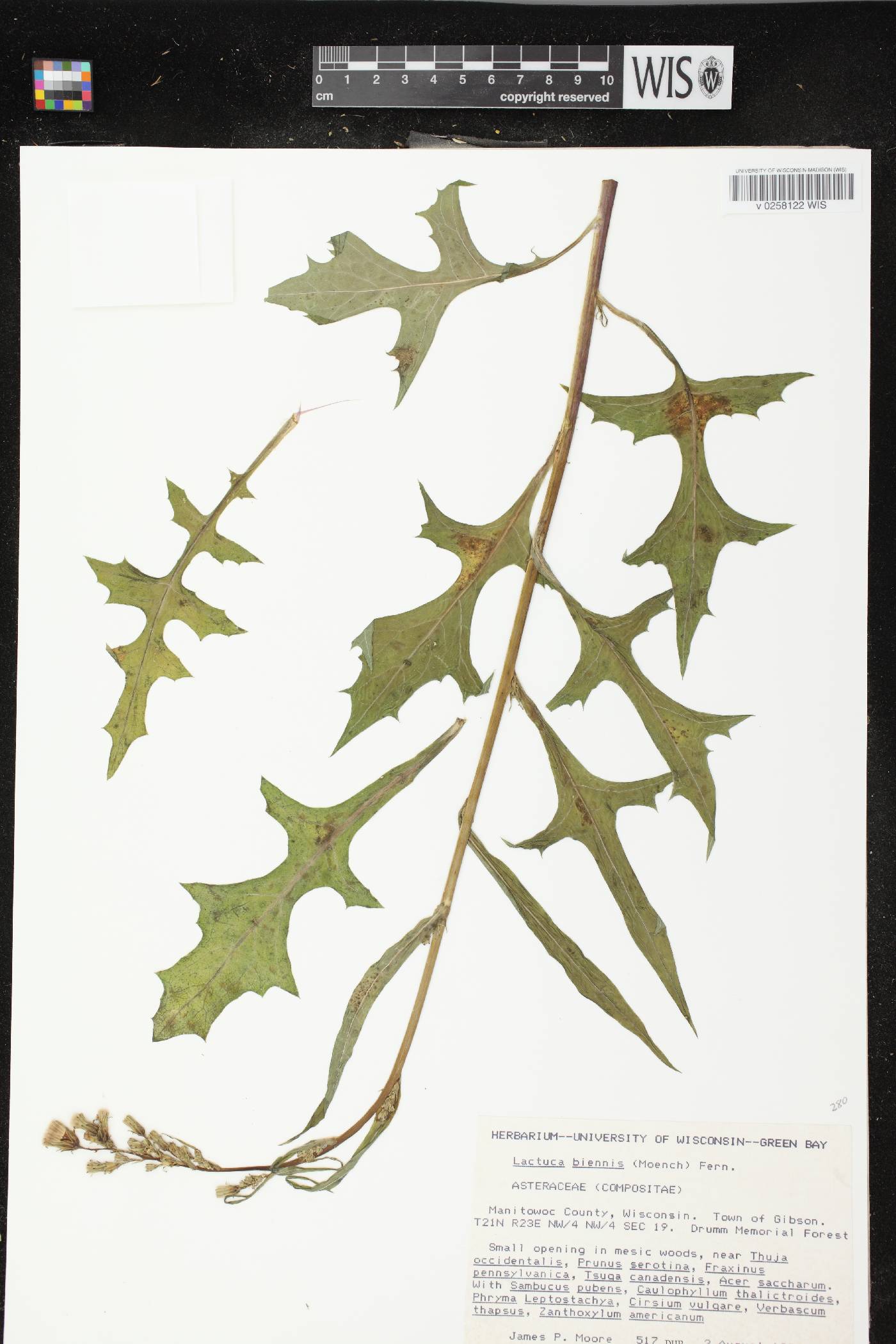 Lactuca biennis image