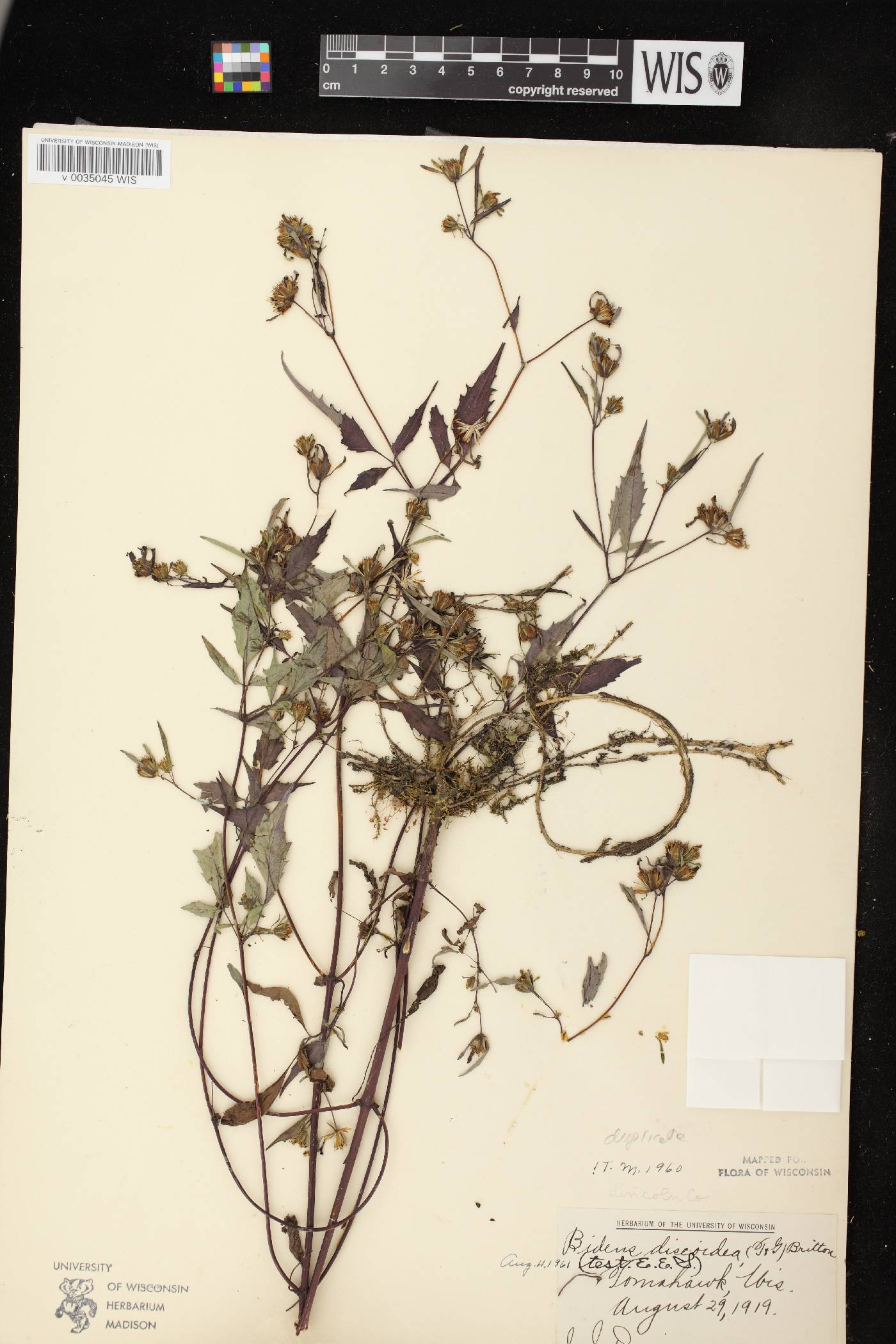 Bidens discoidea image