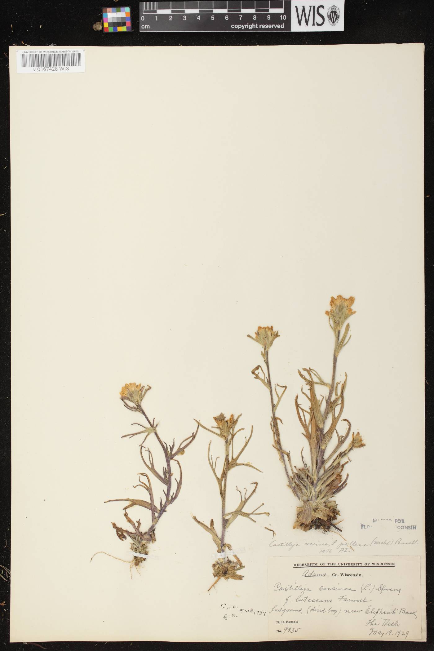 Castilleja coccinea image