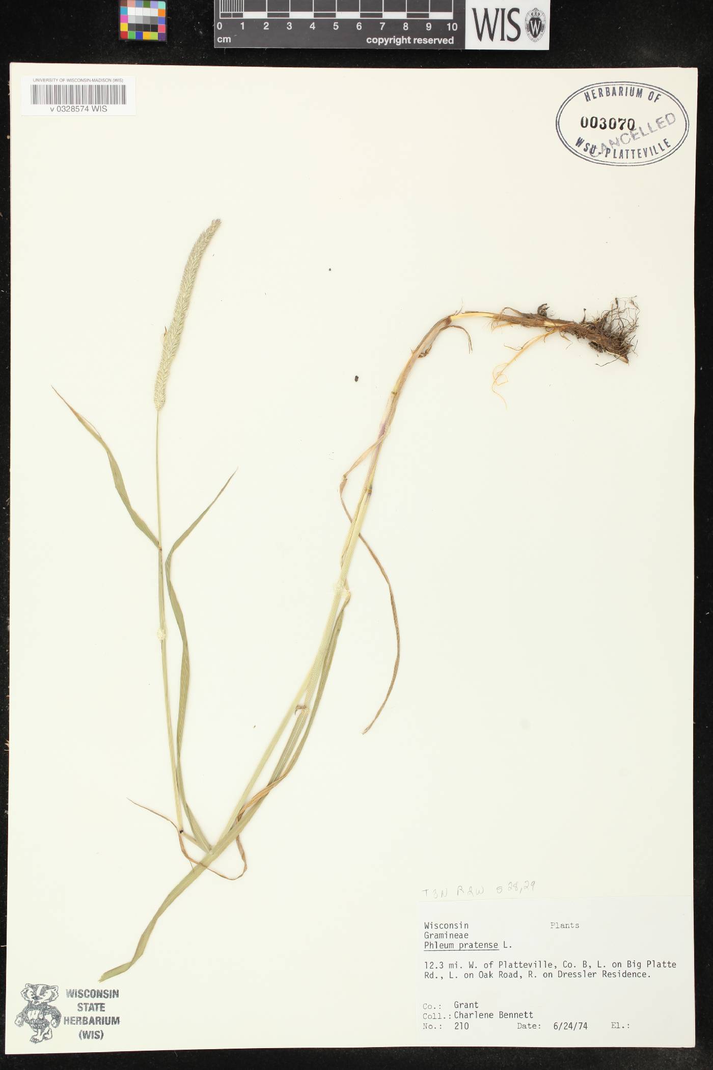 Phleum pratense image