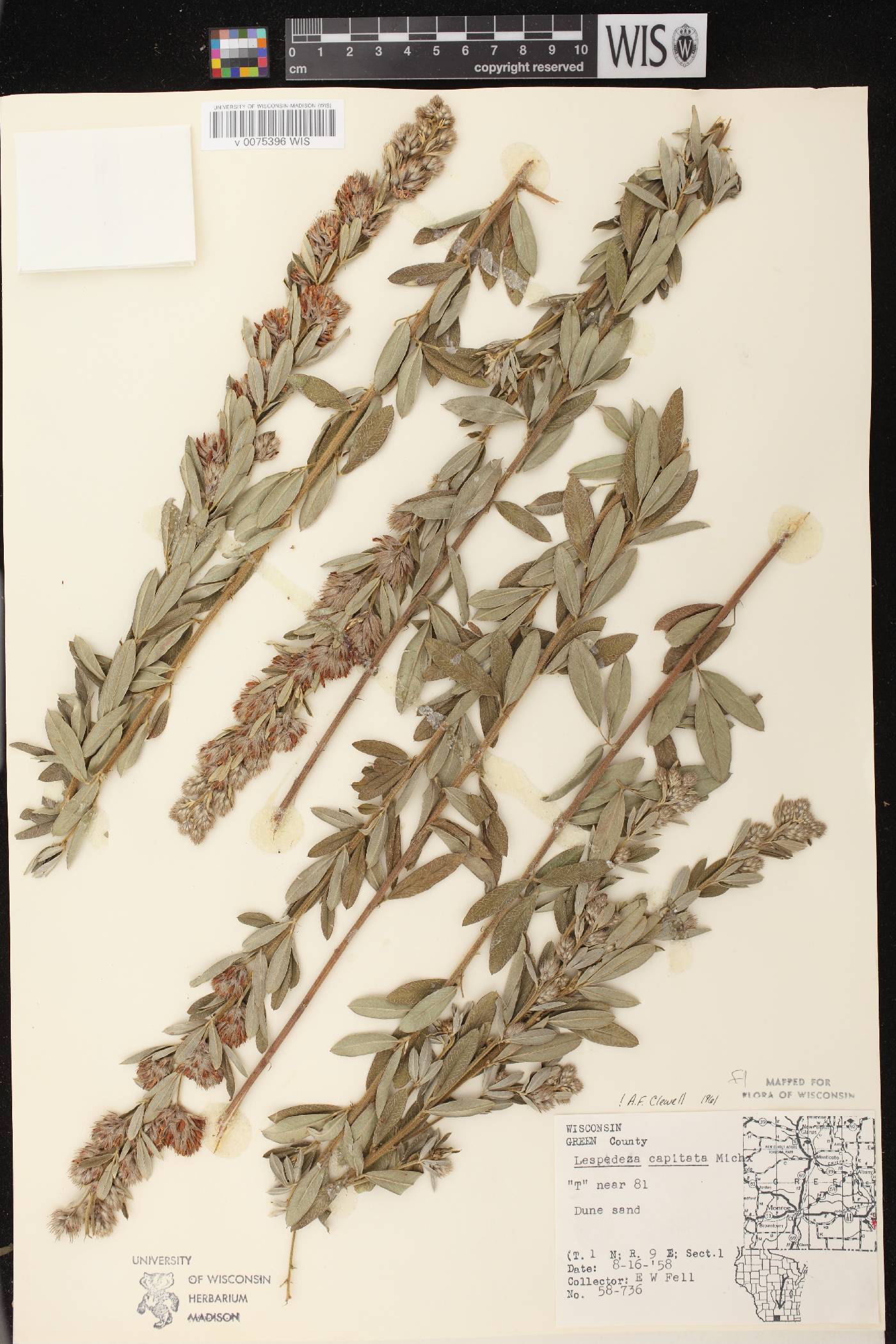 Lespedeza capitata image