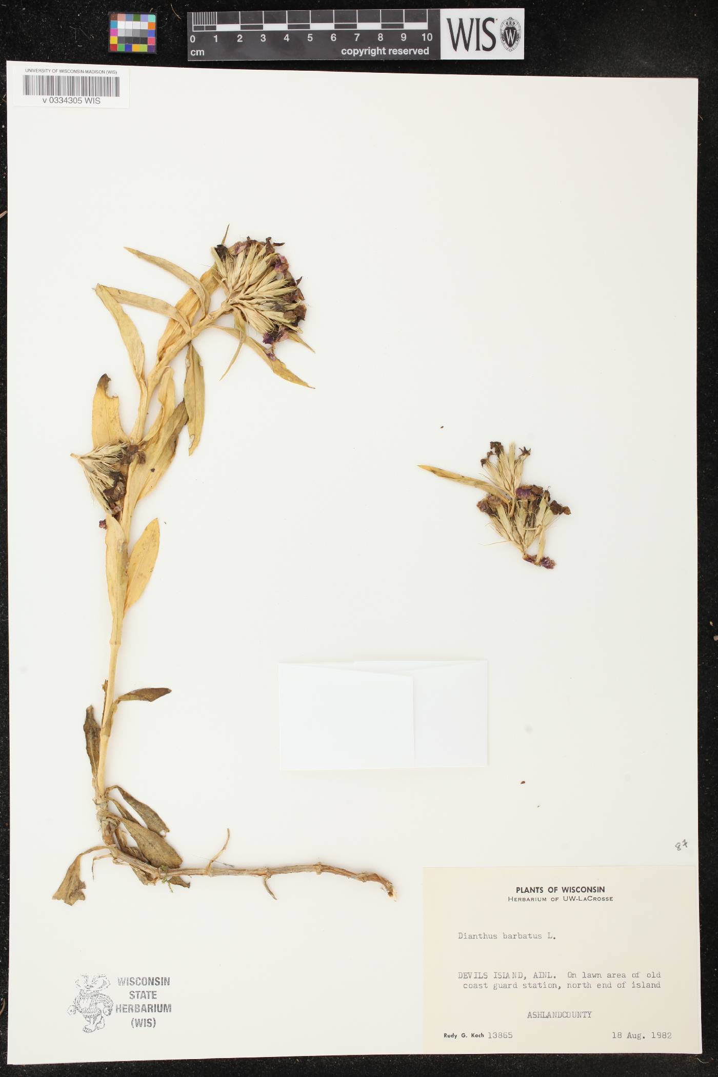 Dianthus barbatus image