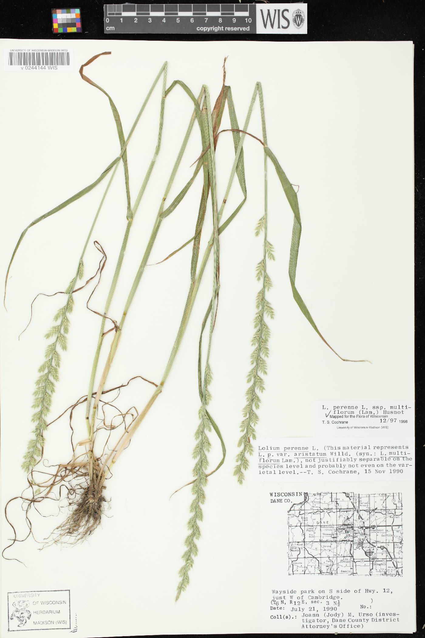Lolium perenne subsp. multiflorum image