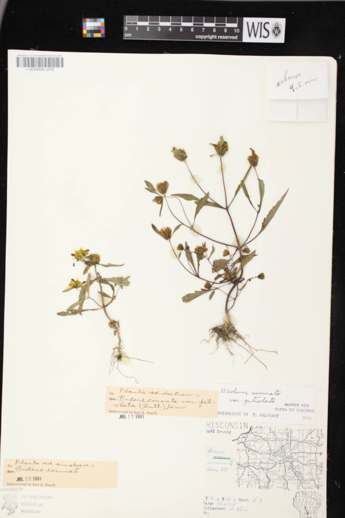 Bidens connata image