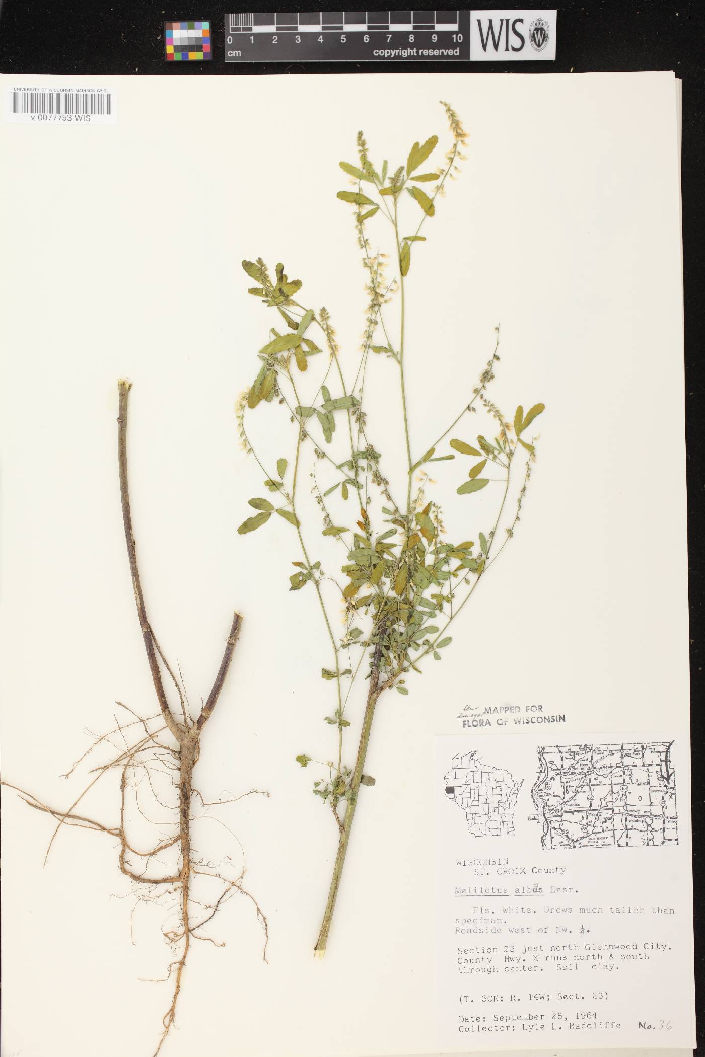 Melilotus albus image