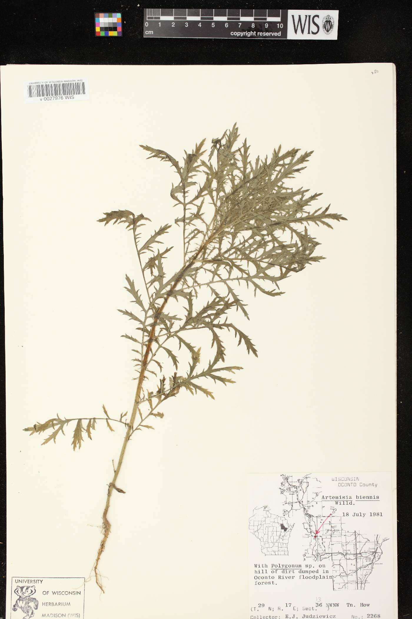 Artemisia biennis image