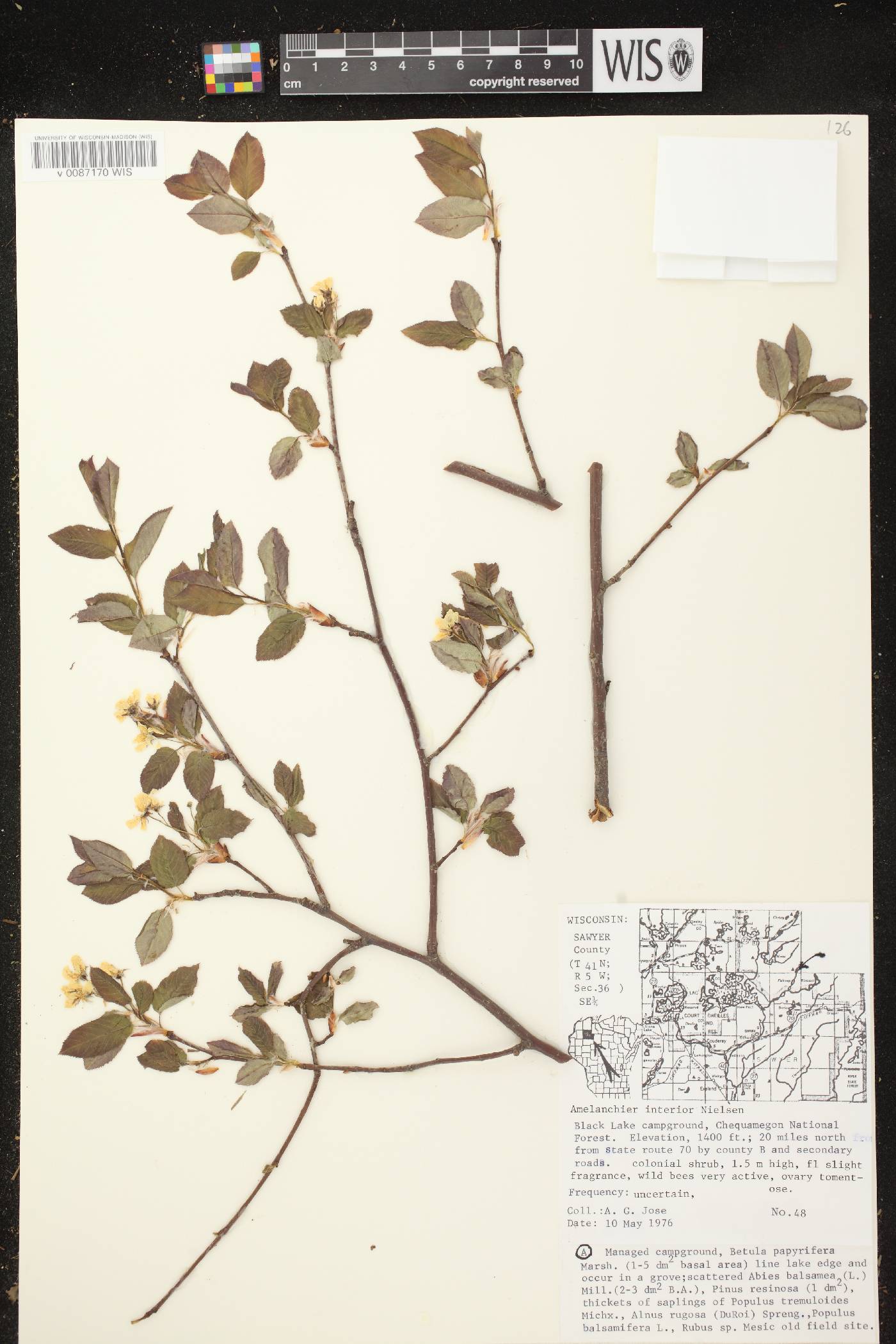 Amelanchier interior image